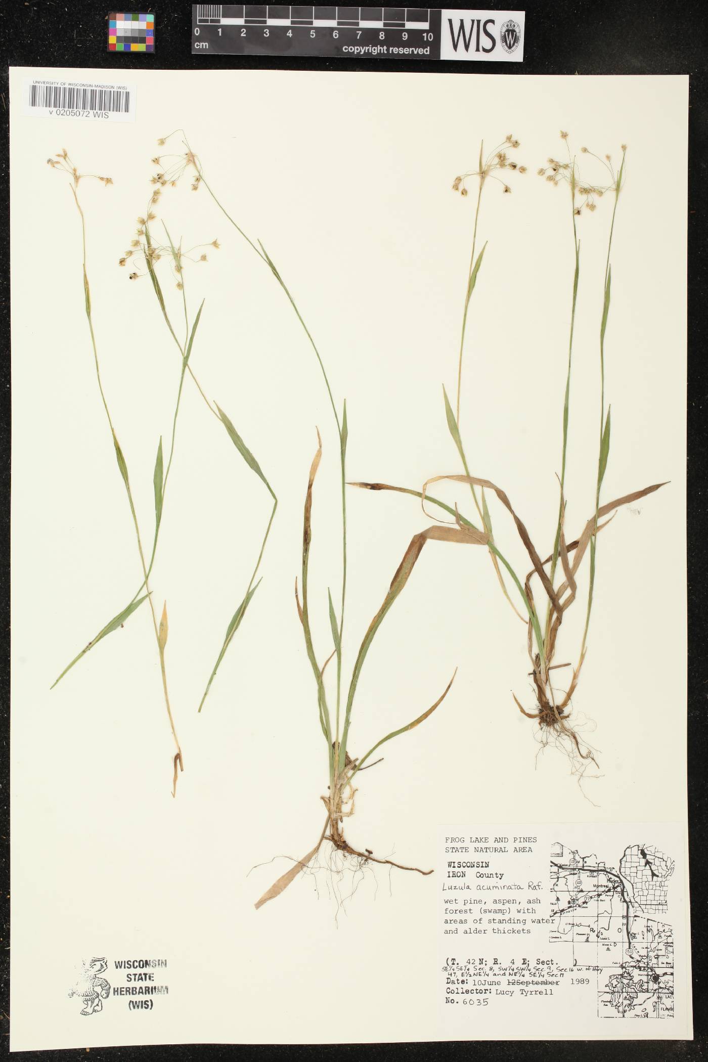 Luzula acuminata image
