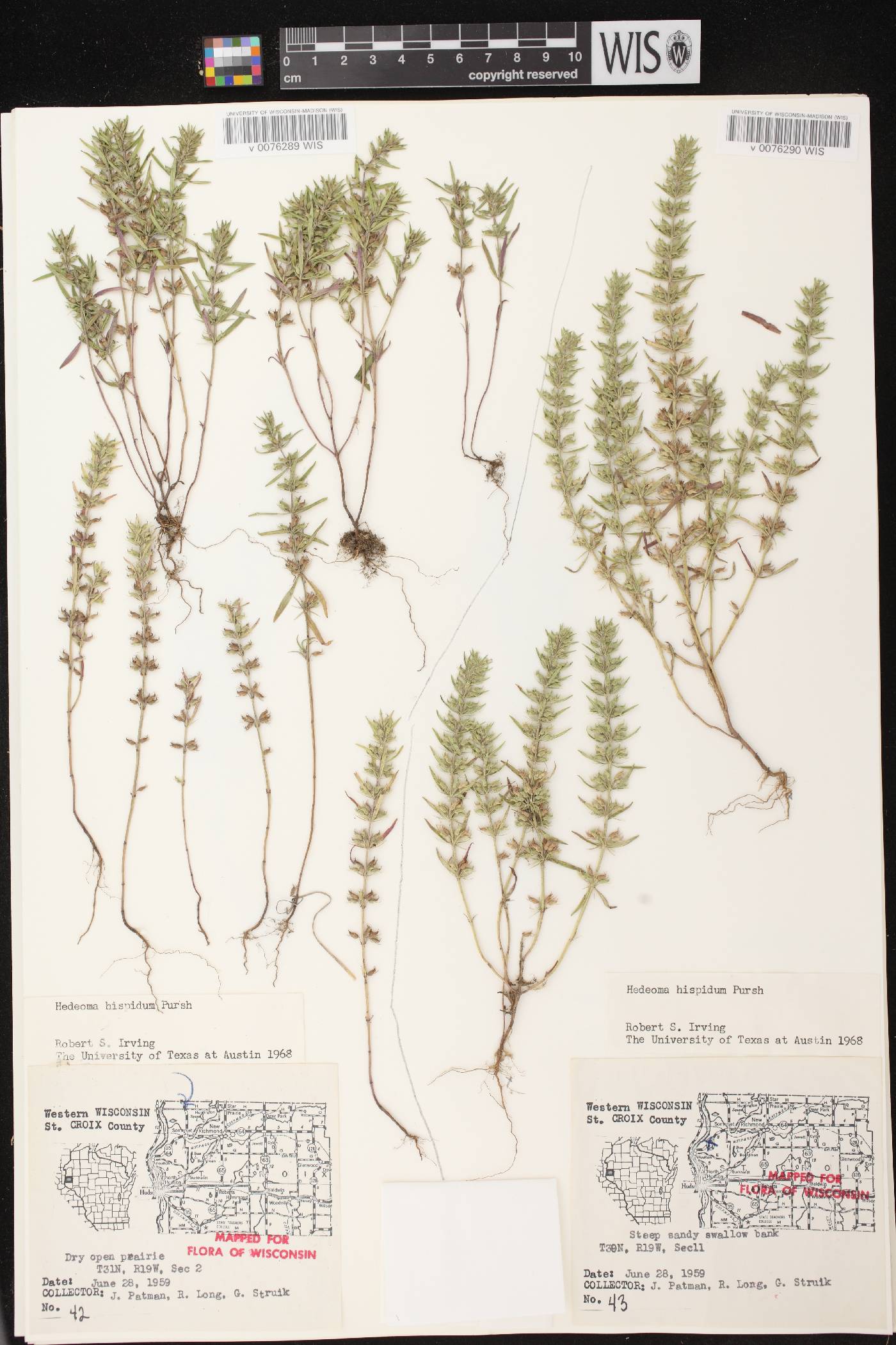 Hedeoma hispida image