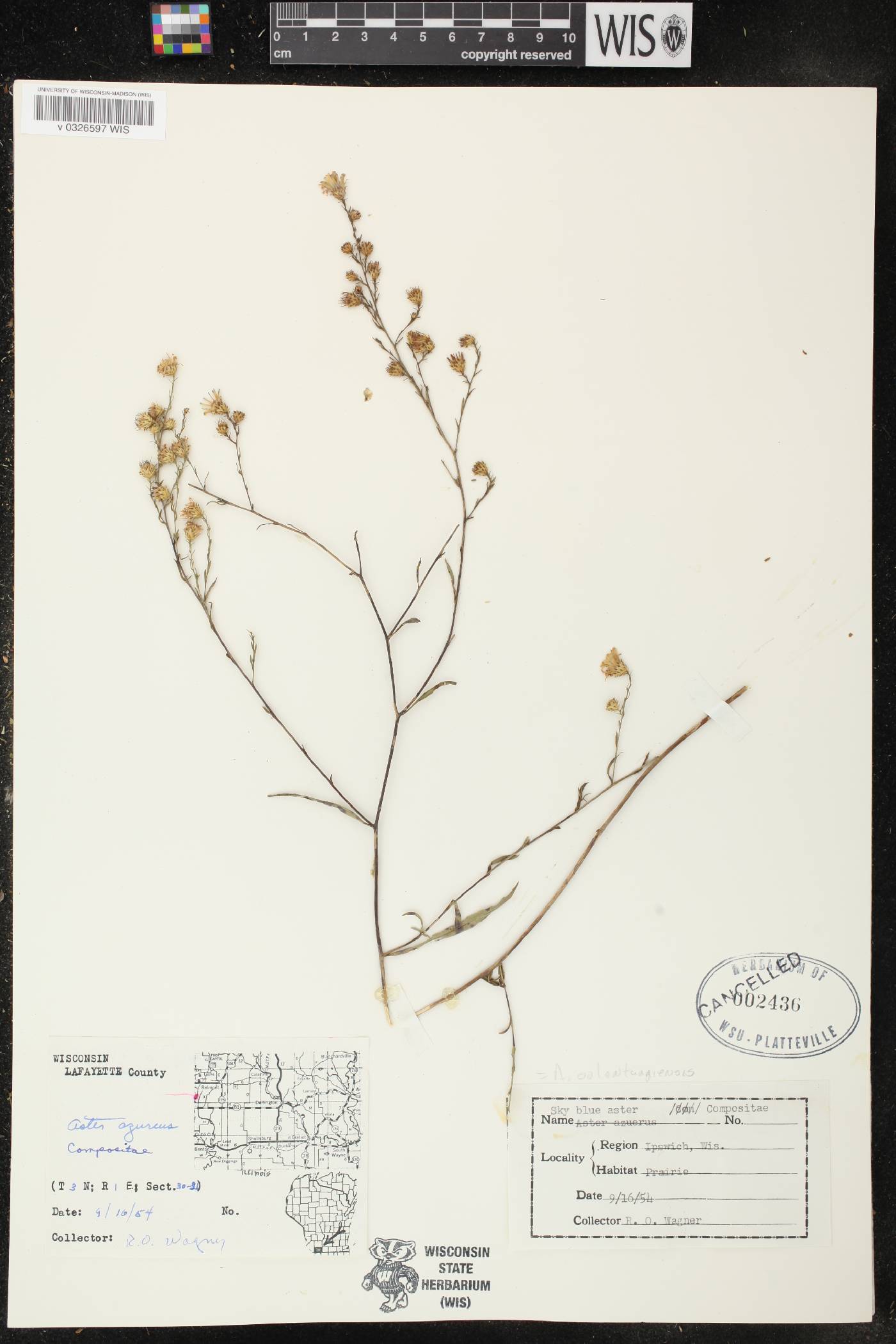 Symphyotrichum oolentangiense image