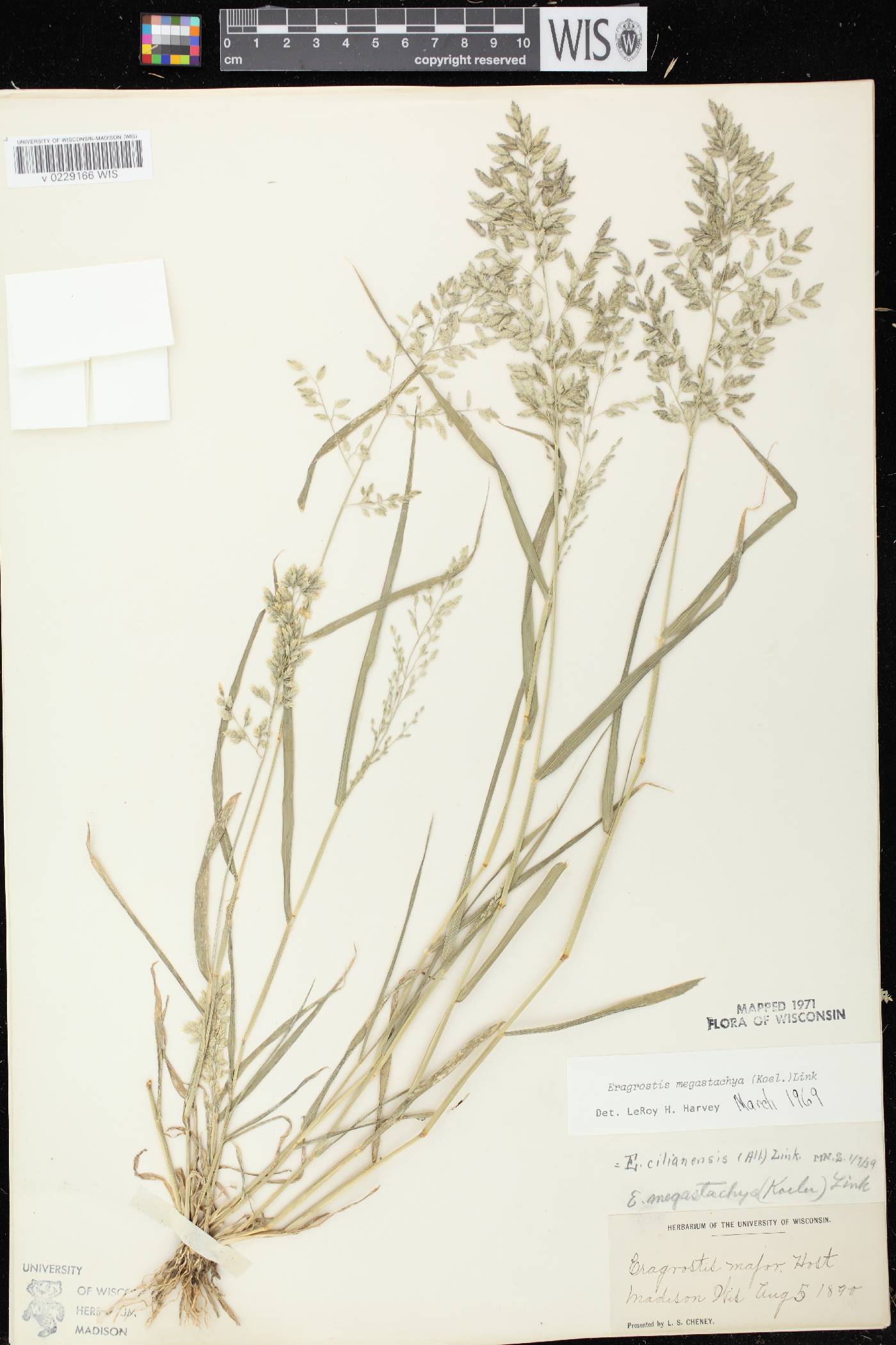 Eragrostis cilianensis image