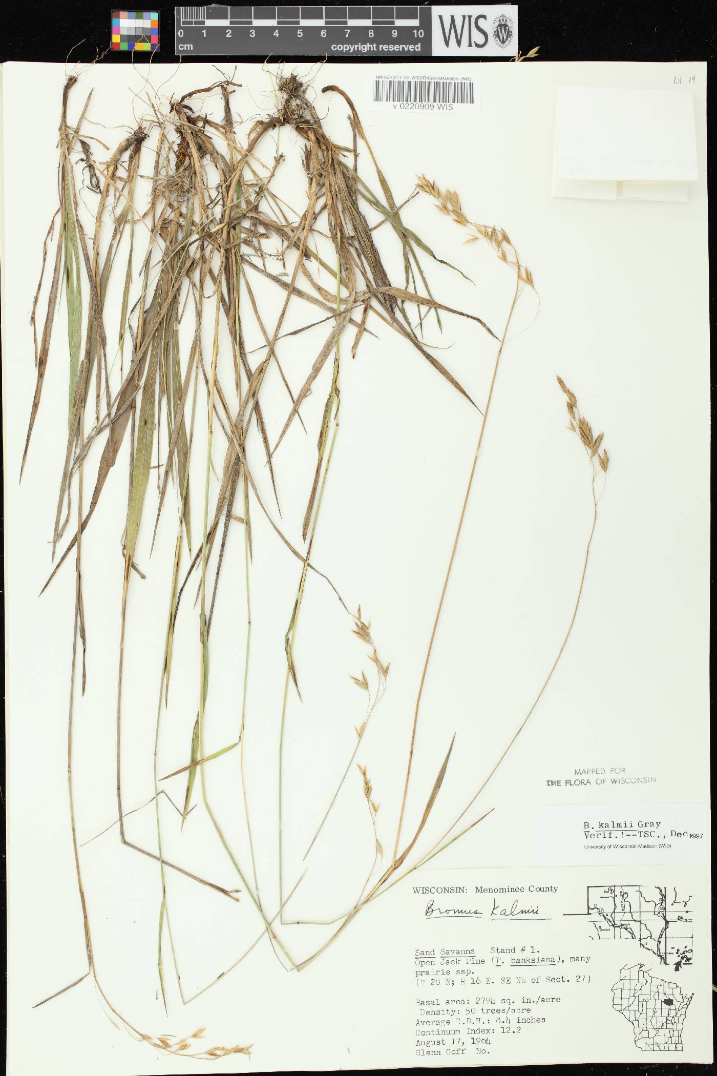 Bromus kalmii image