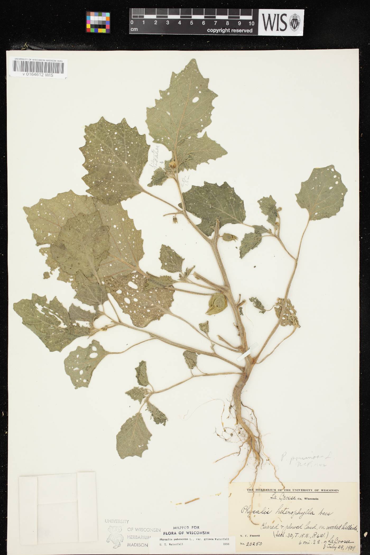 Physalis grisea image