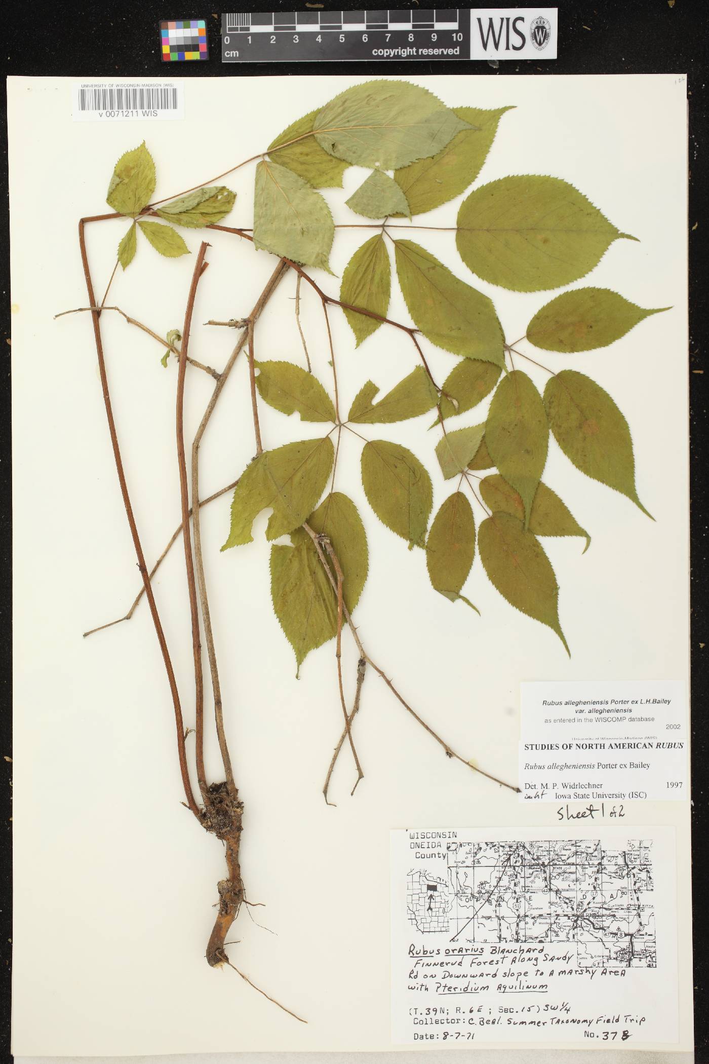Rubus allegheniensis image