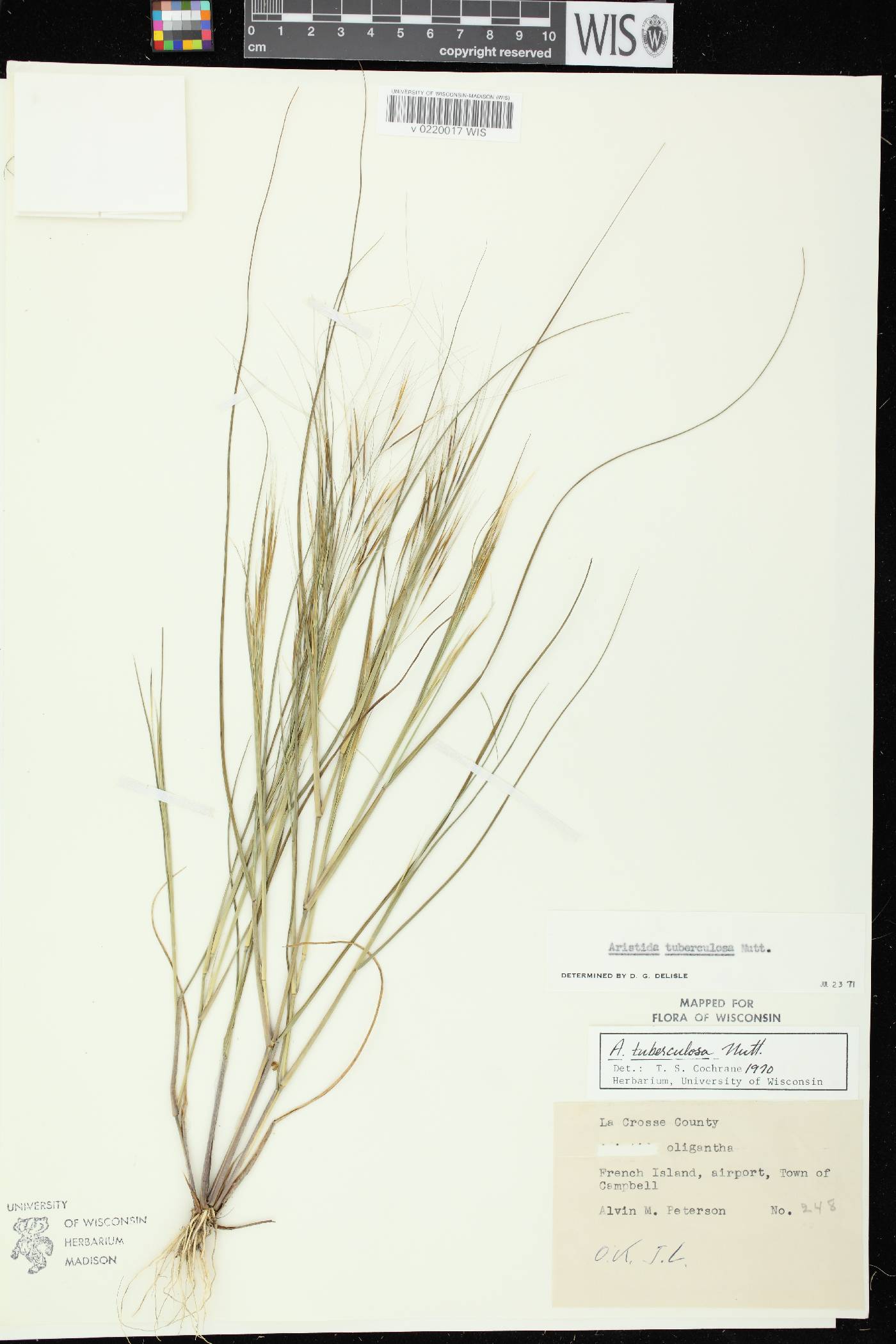 Aristida tuberculosa image