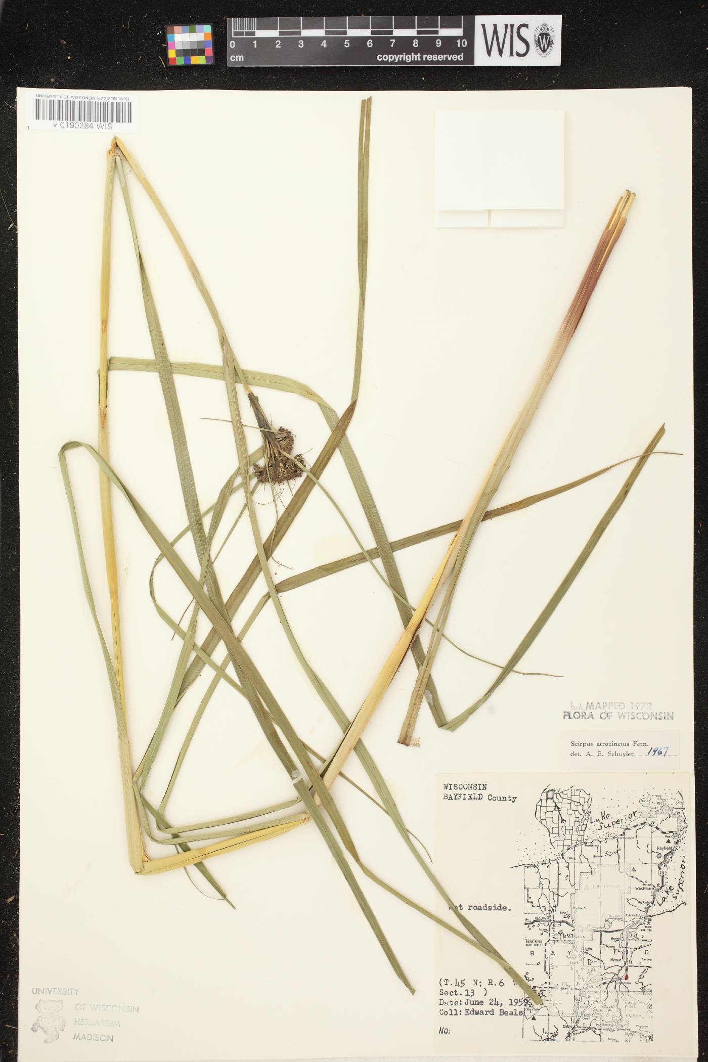 Scirpus atrocinctus image