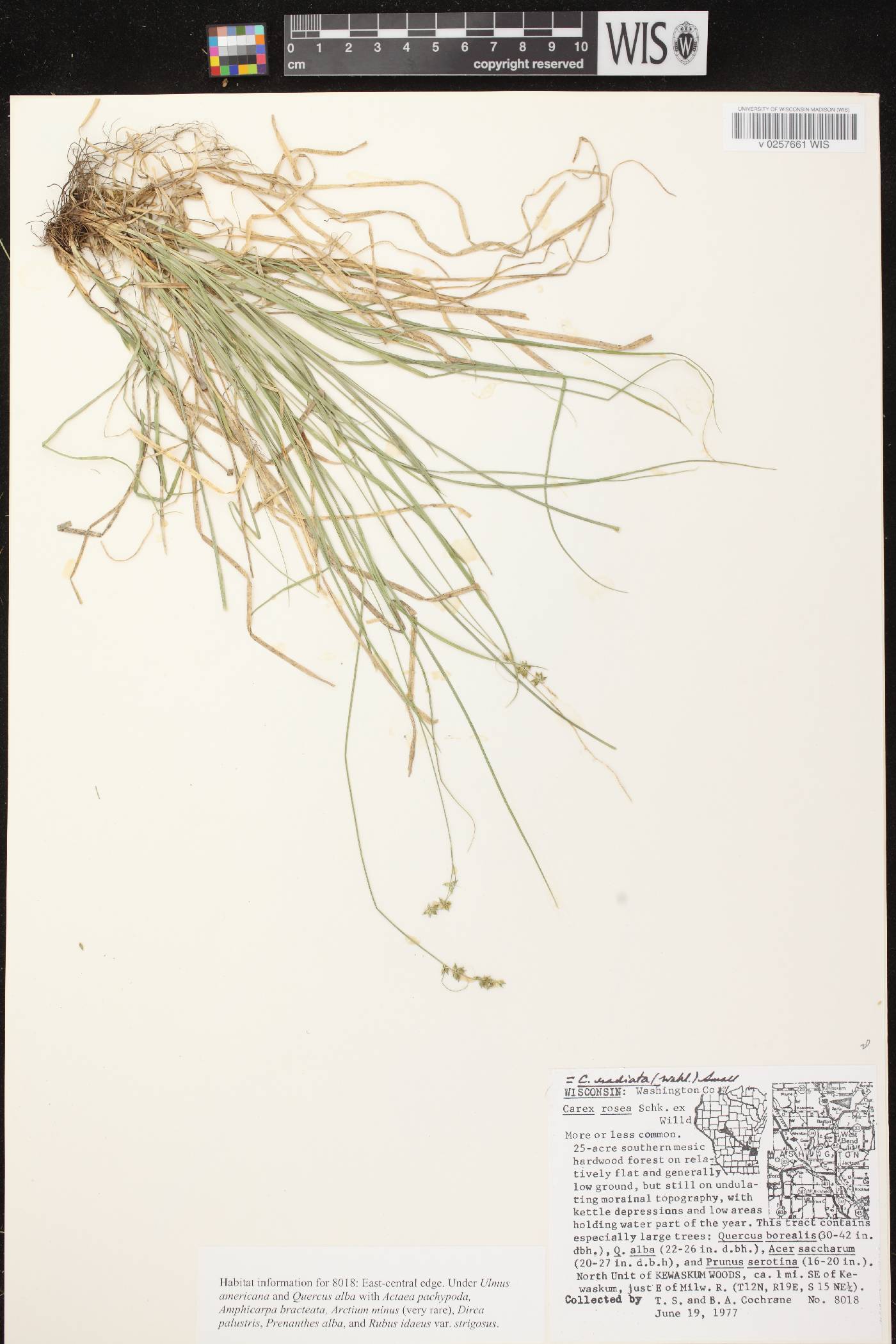 Carex radiata image