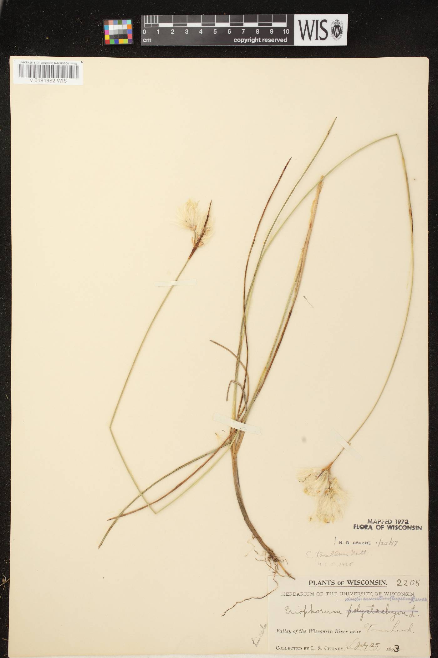 Eriophorum tenellum image