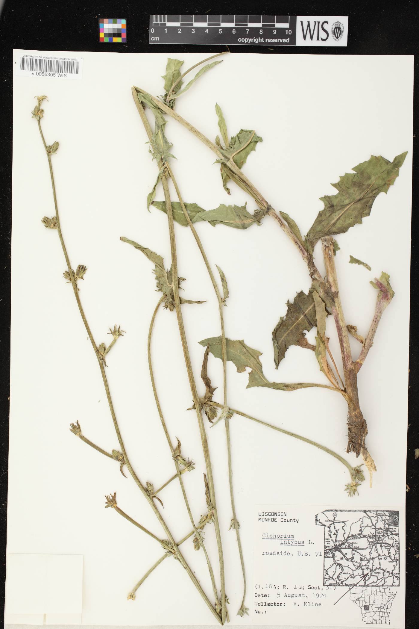 Cichorium intybus image