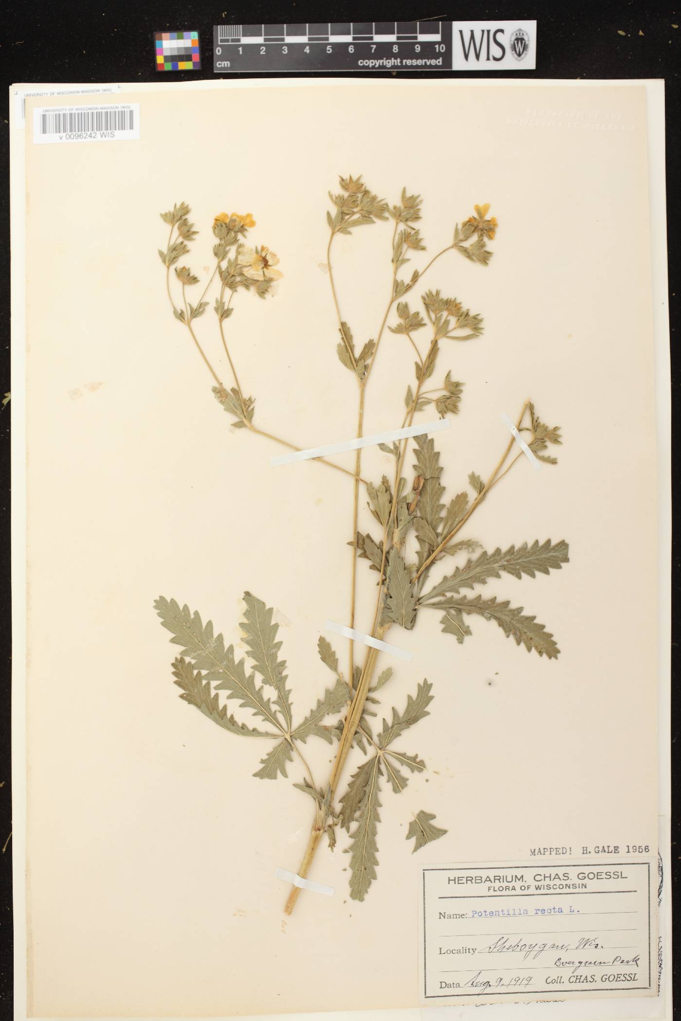 Potentilla recta image