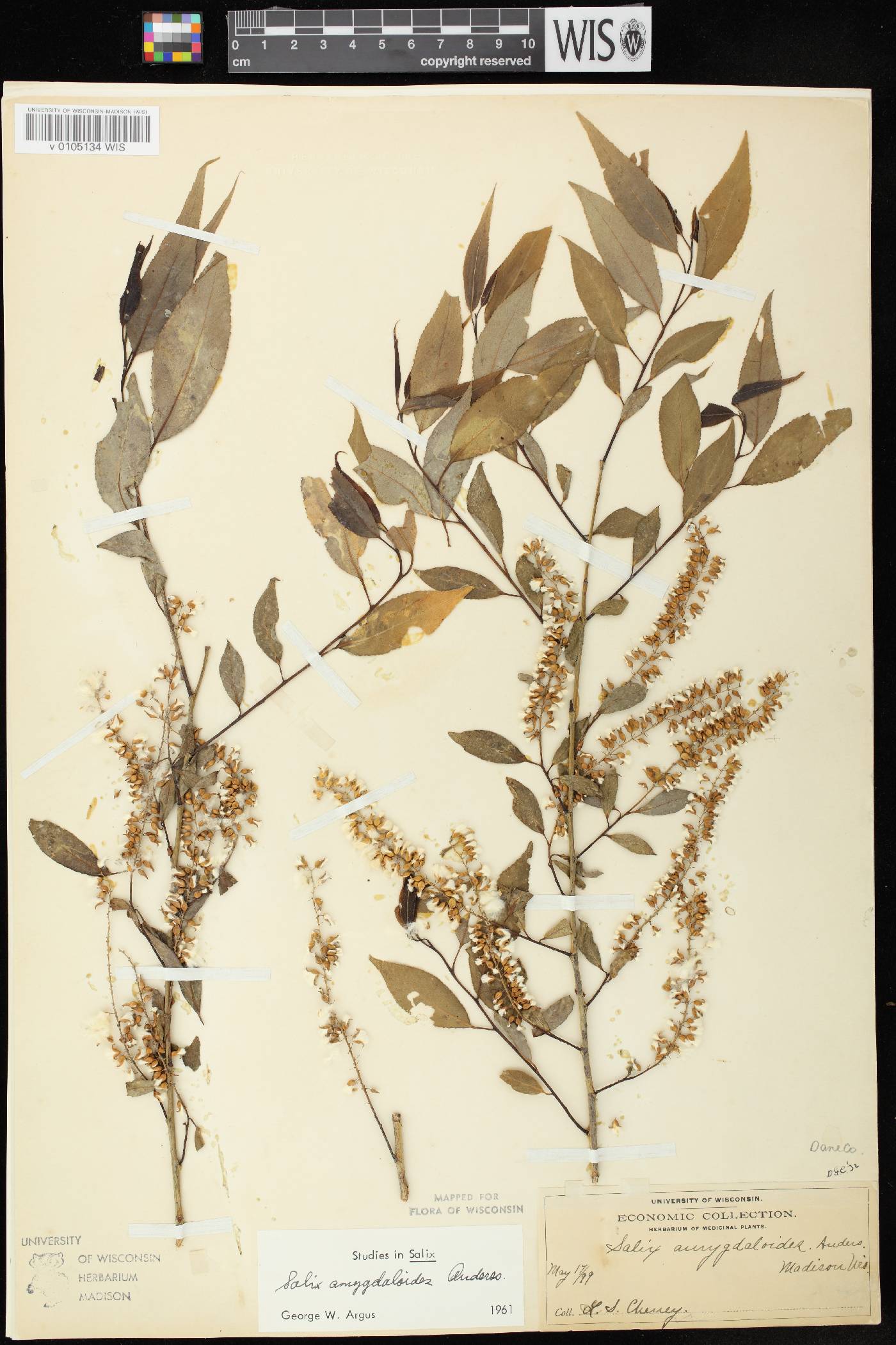 Salix amygdaloides image