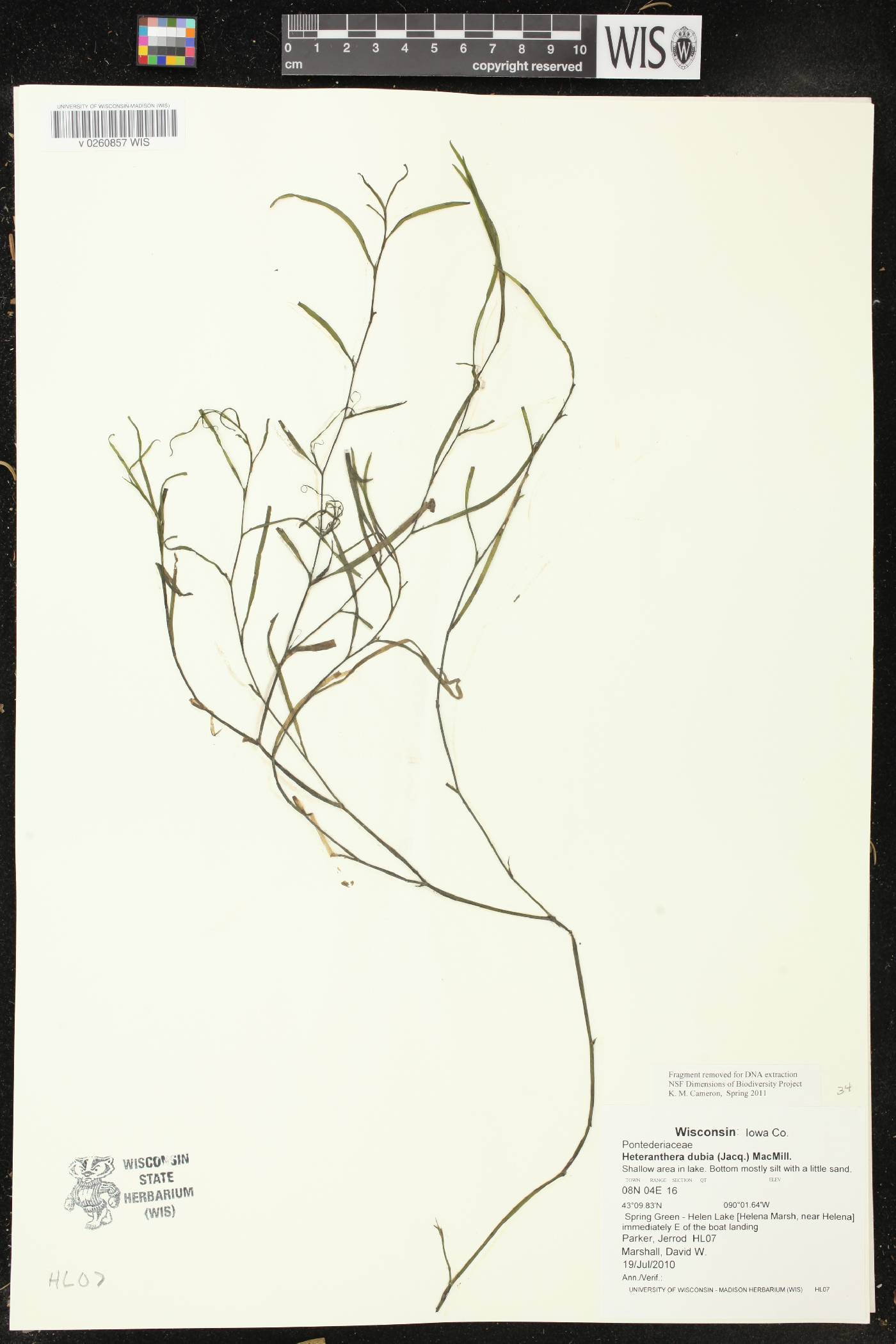 Heteranthera dubia image