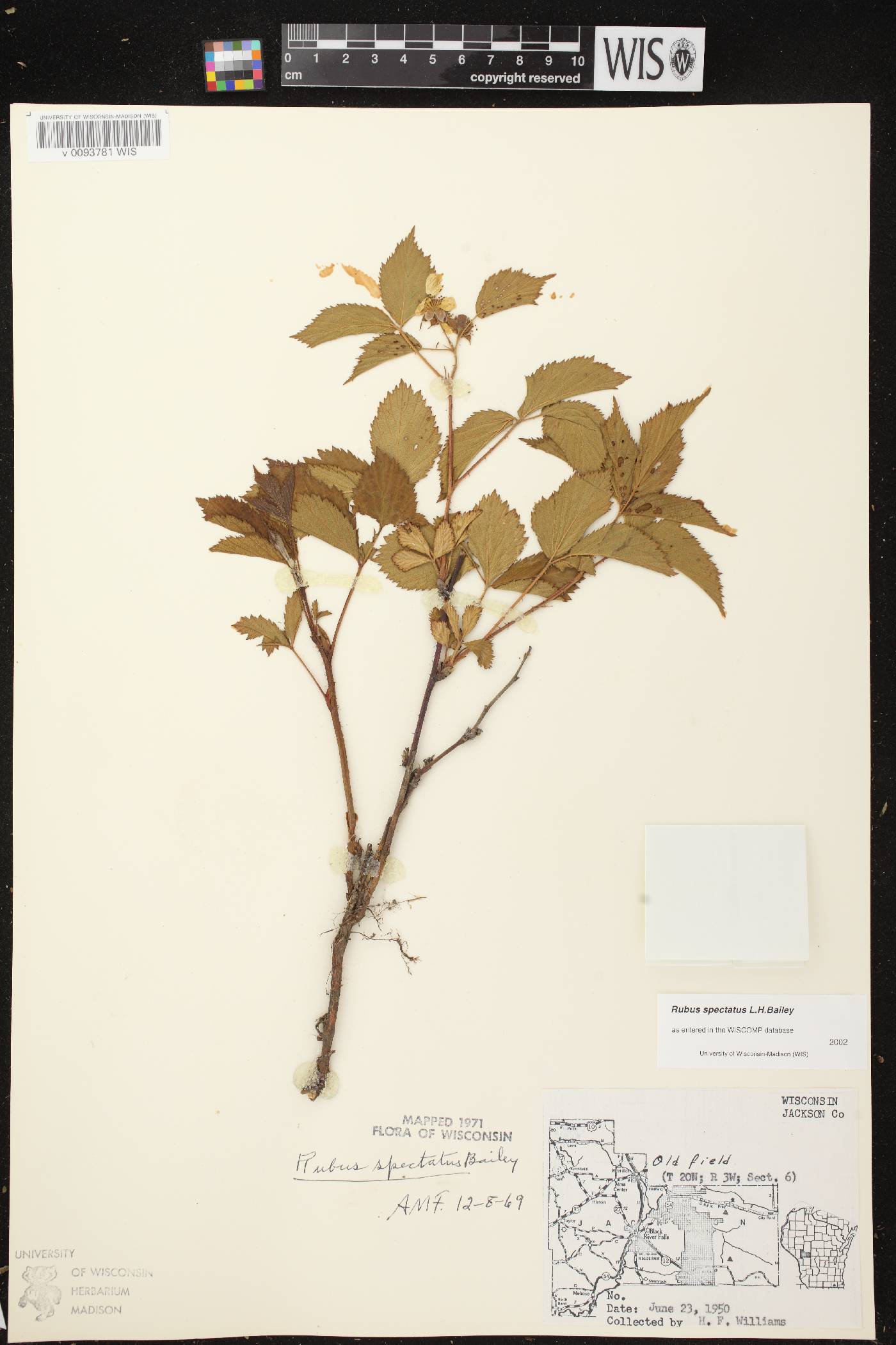 Rubus setosus image