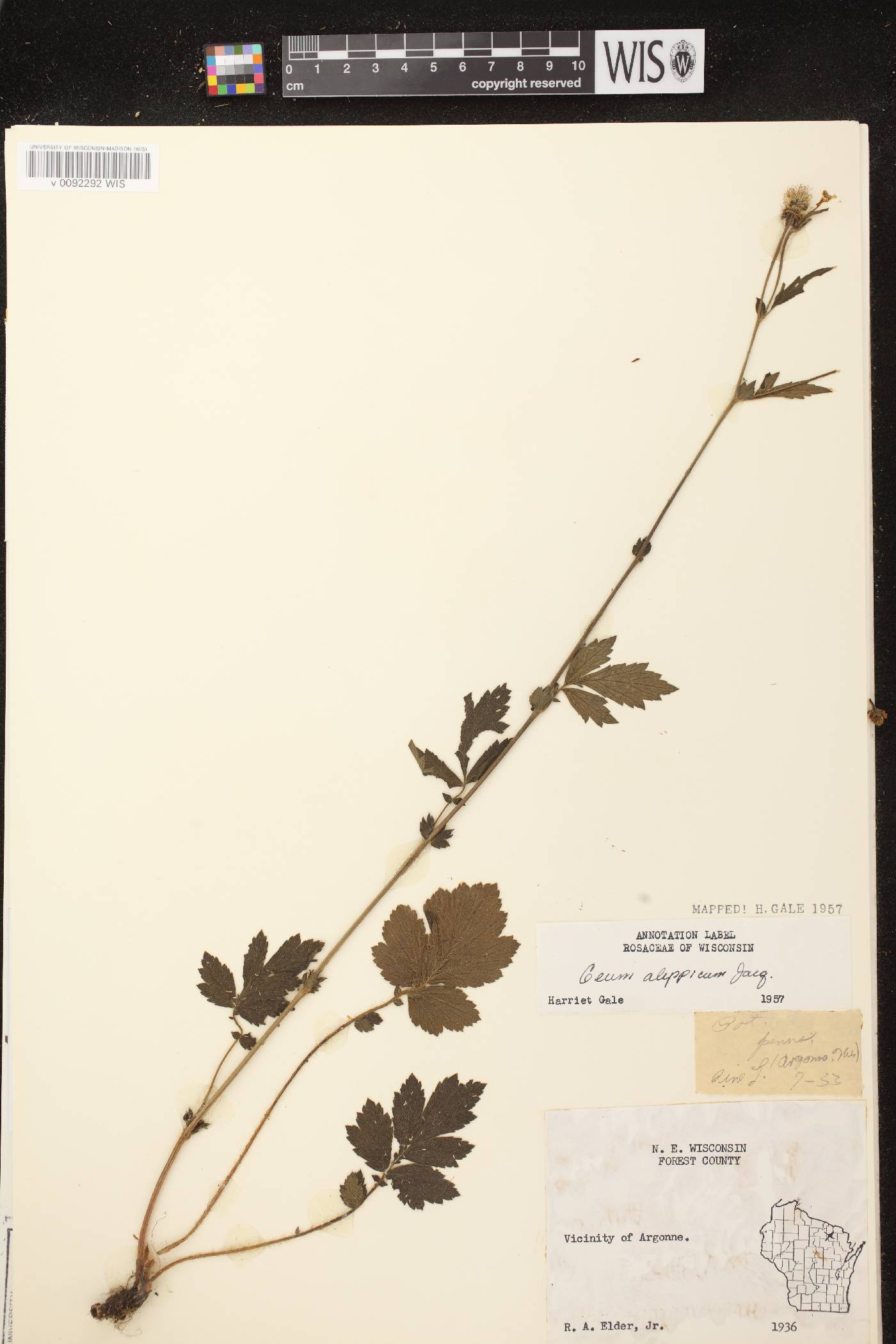 Geum aleppicum image
