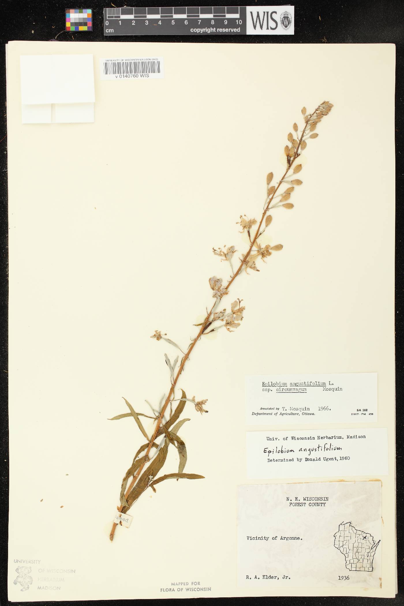 Chamerion angustifolium subsp. circumvagum image