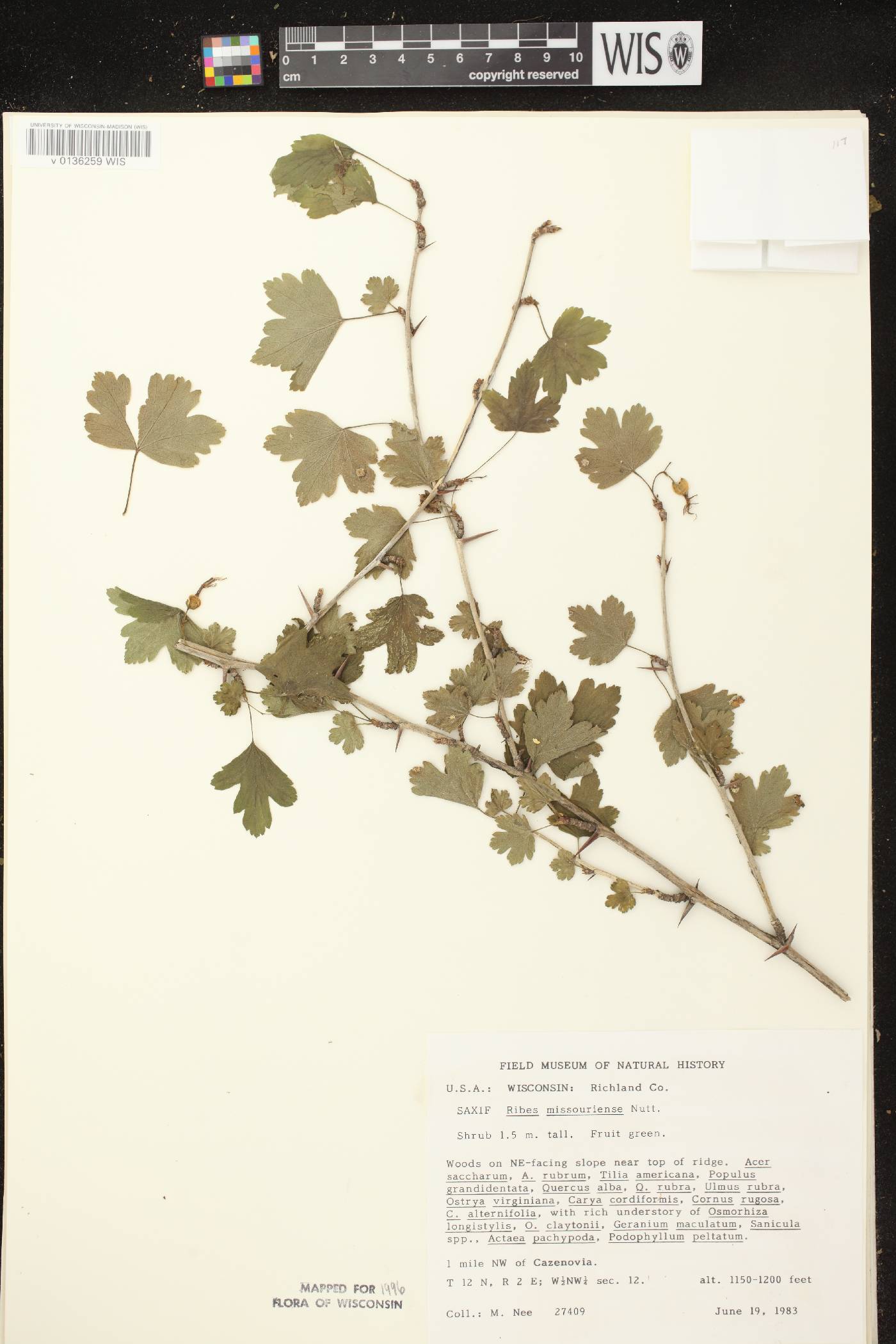 Ribes missouriense image