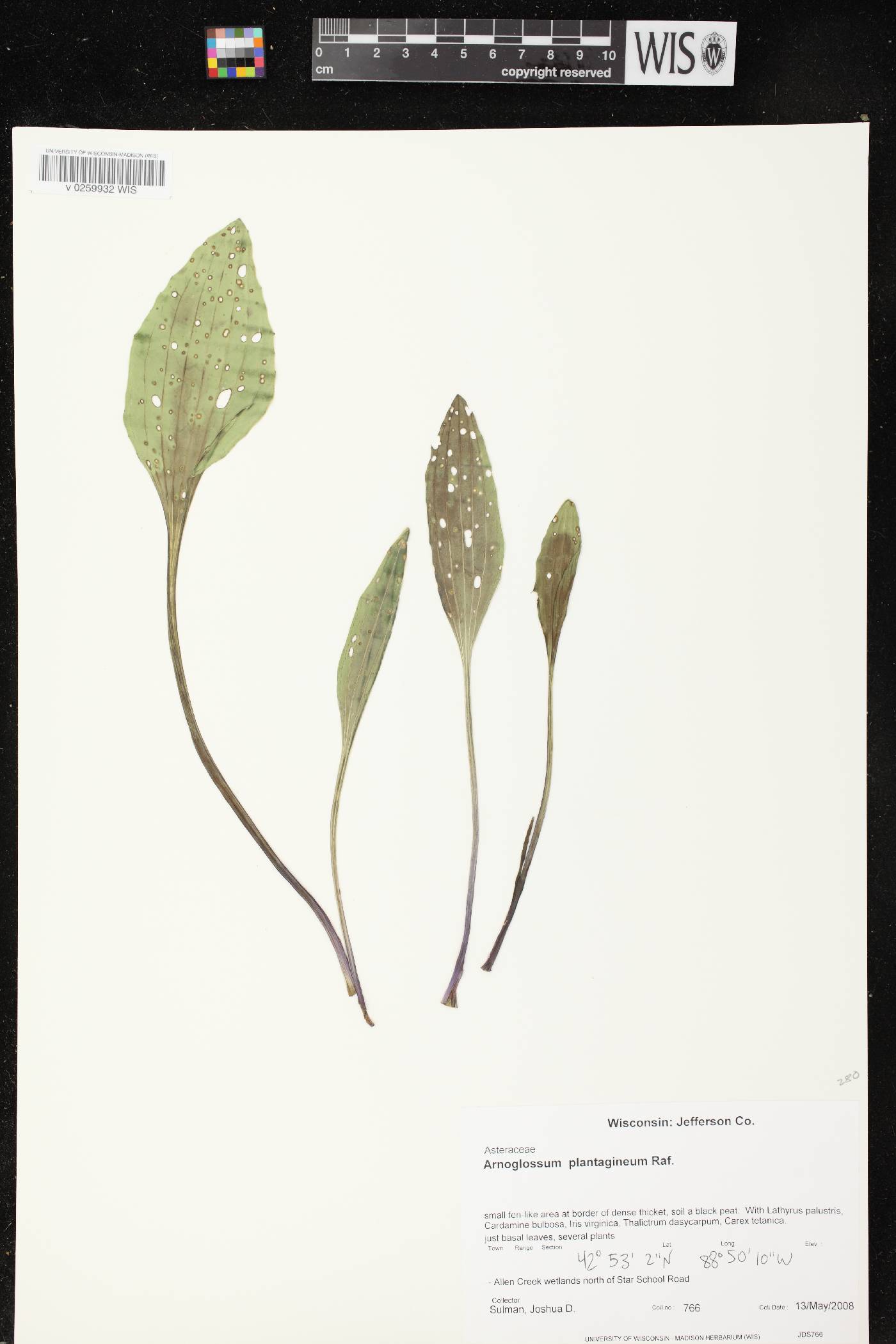 Arnoglossum plantagineum image