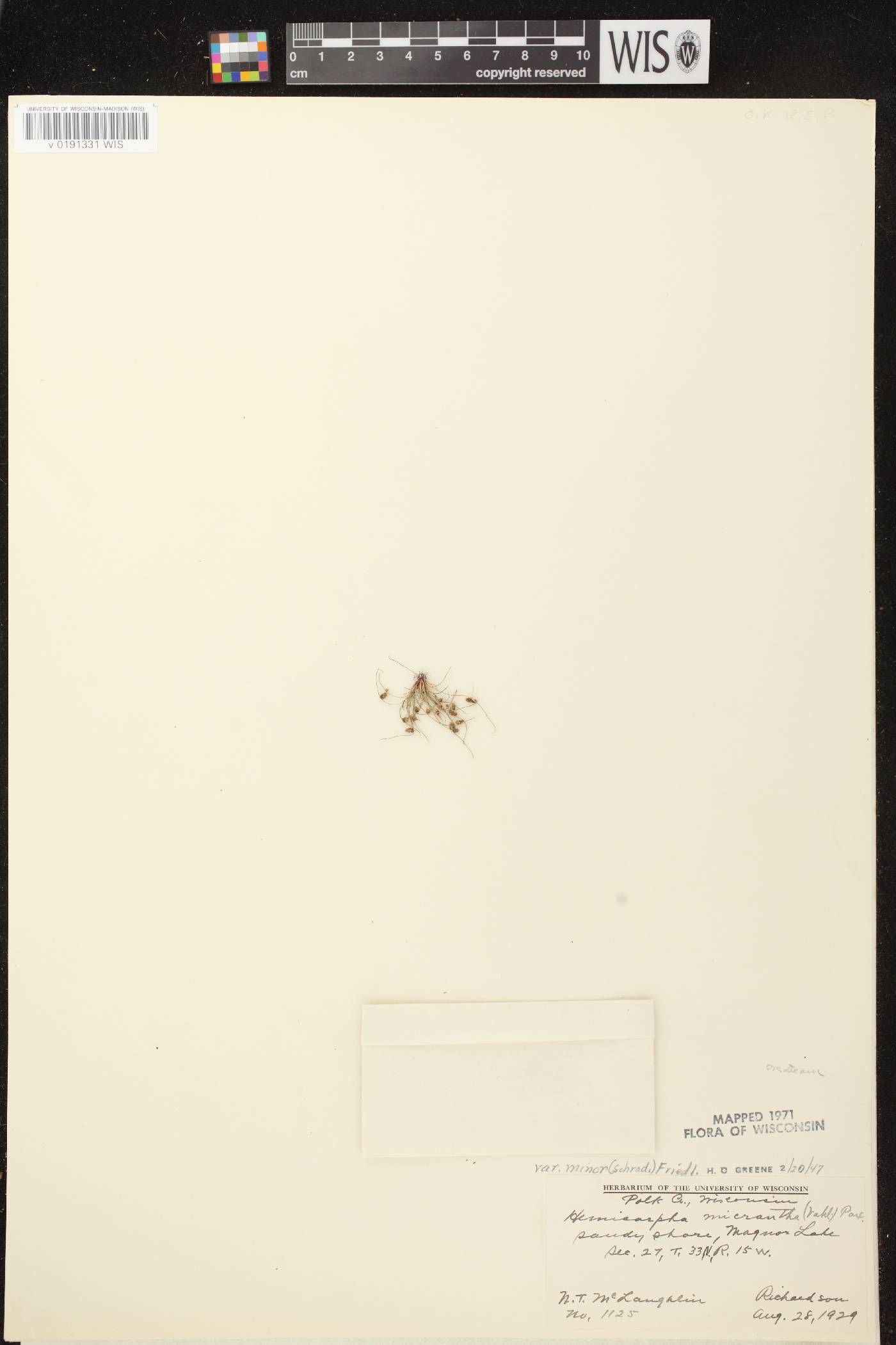 Lipocarpha micrantha image