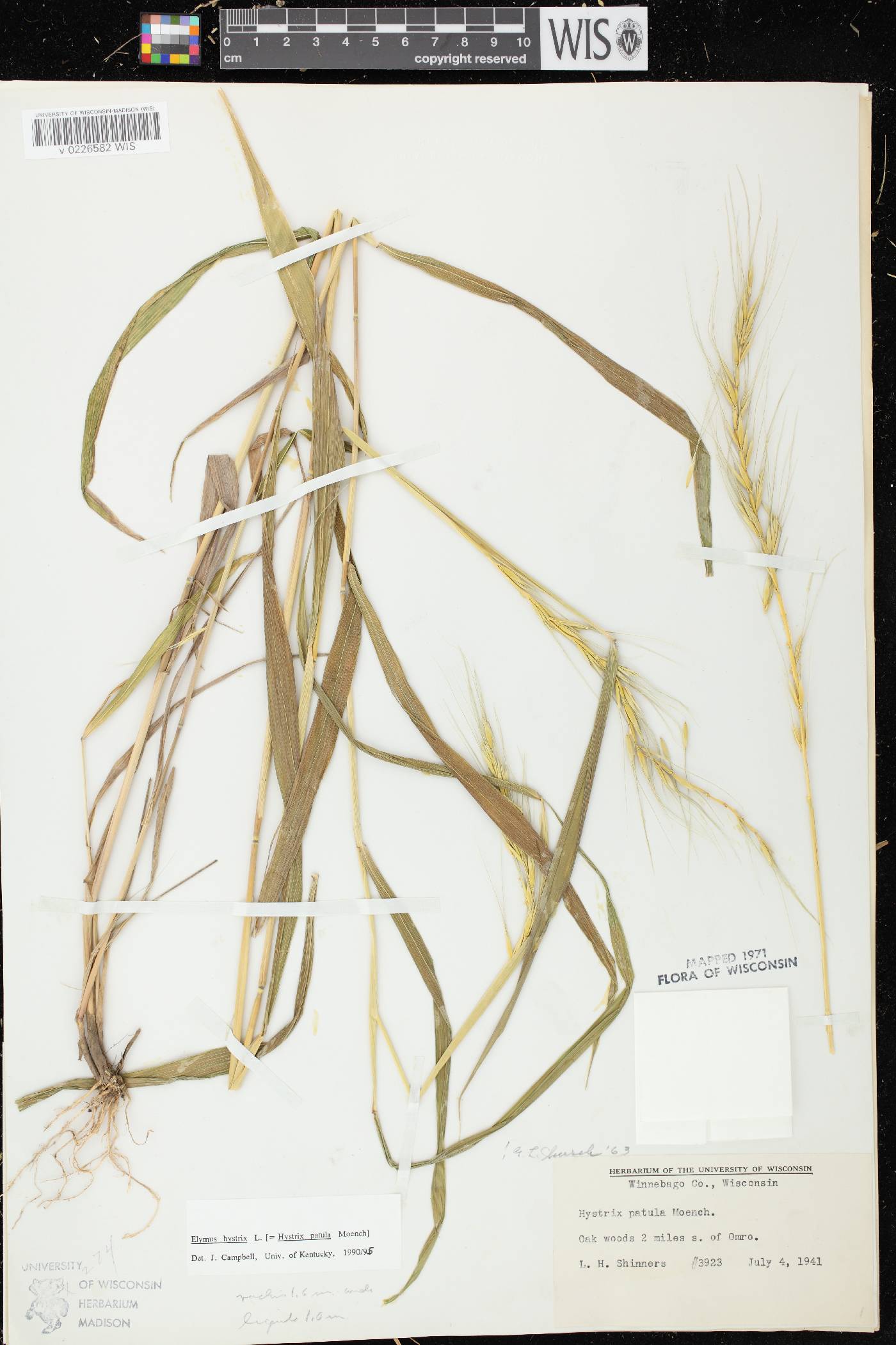 Elymus hystrix var. hystrix image