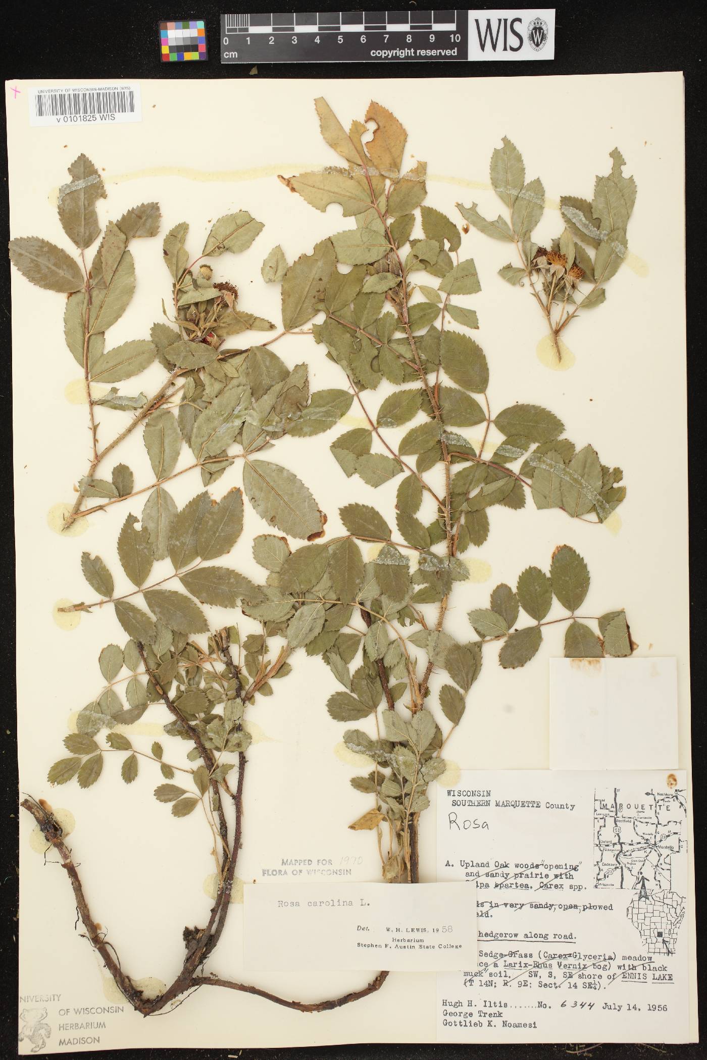 Rosa carolina image