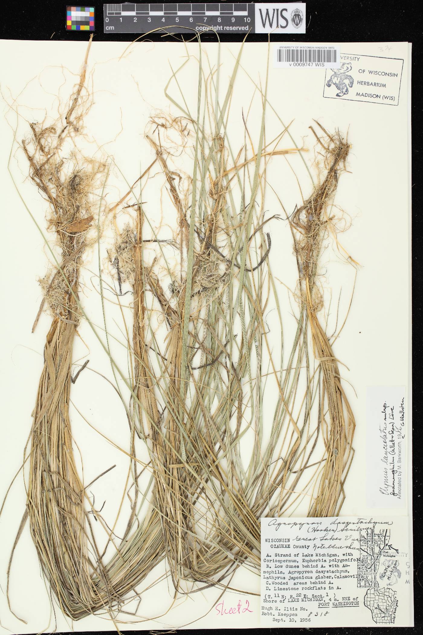 Elymus lanceolatus image