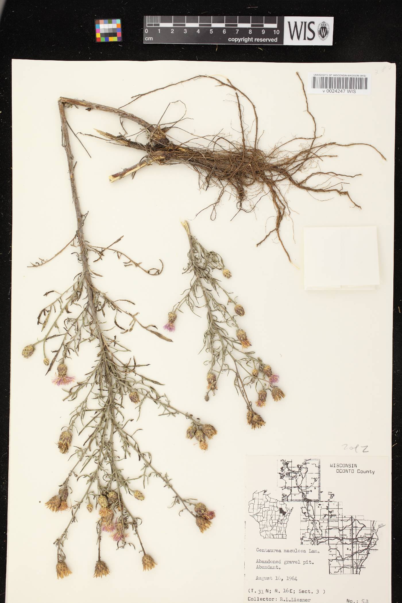 Centaurea stoebe subsp. micranthos image