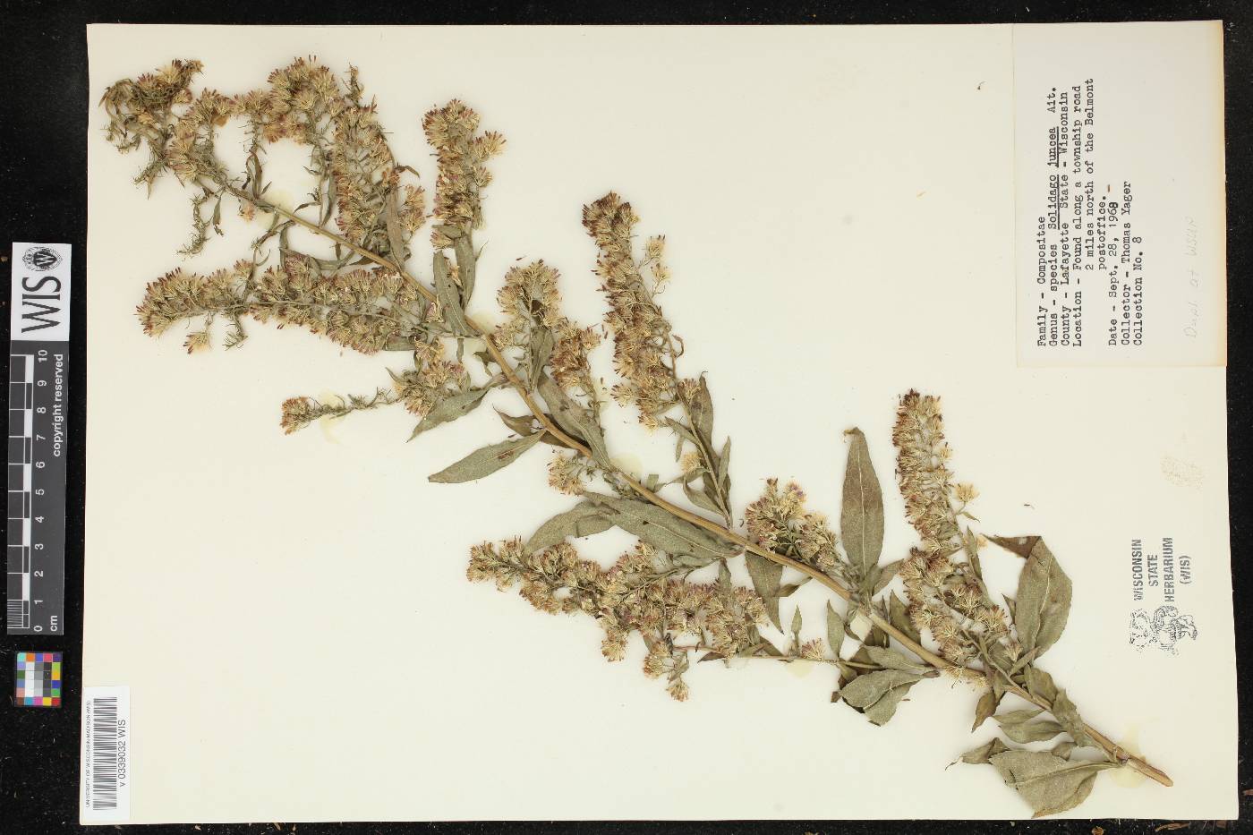 Solidago juncea image