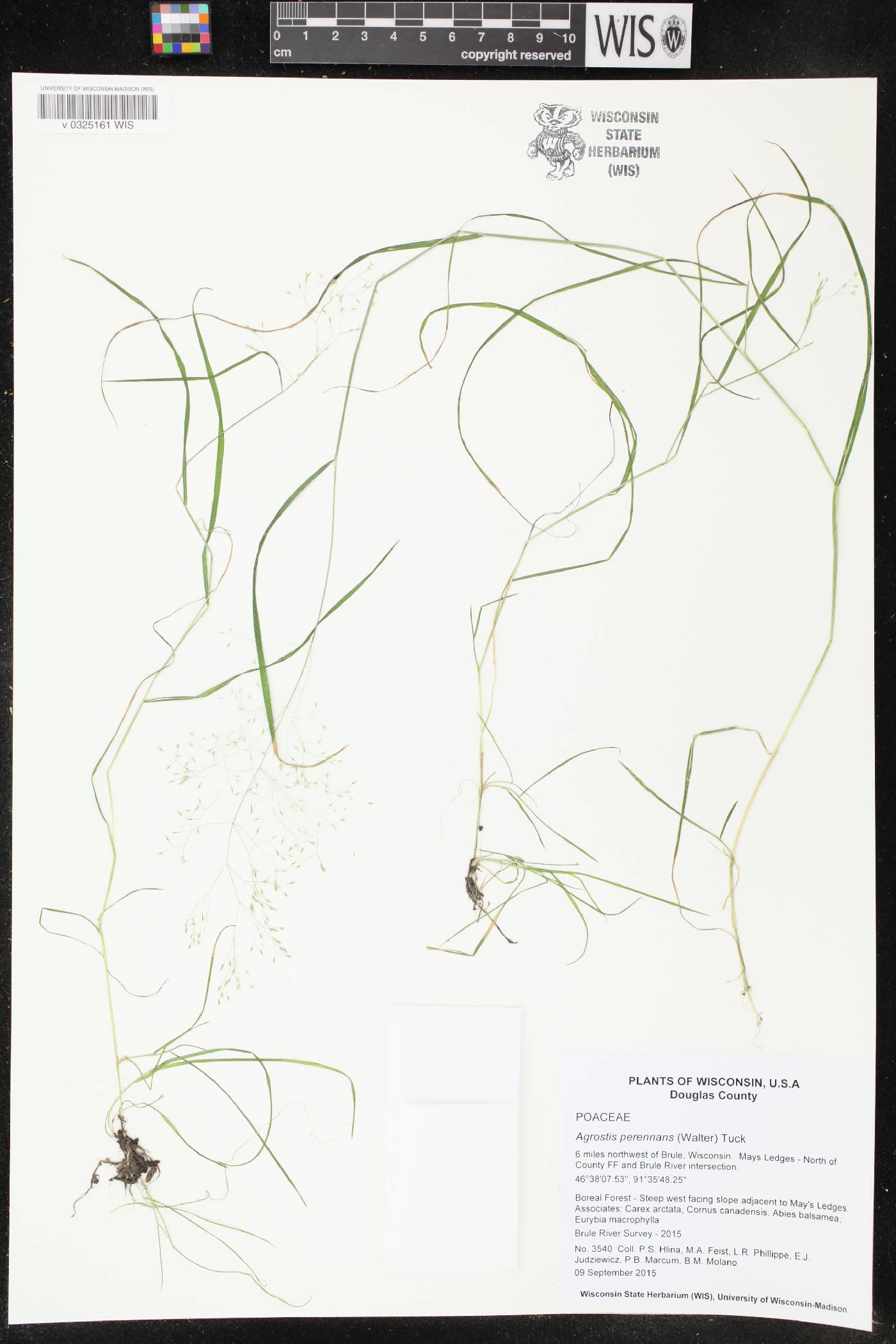 Agrostis perennans image
