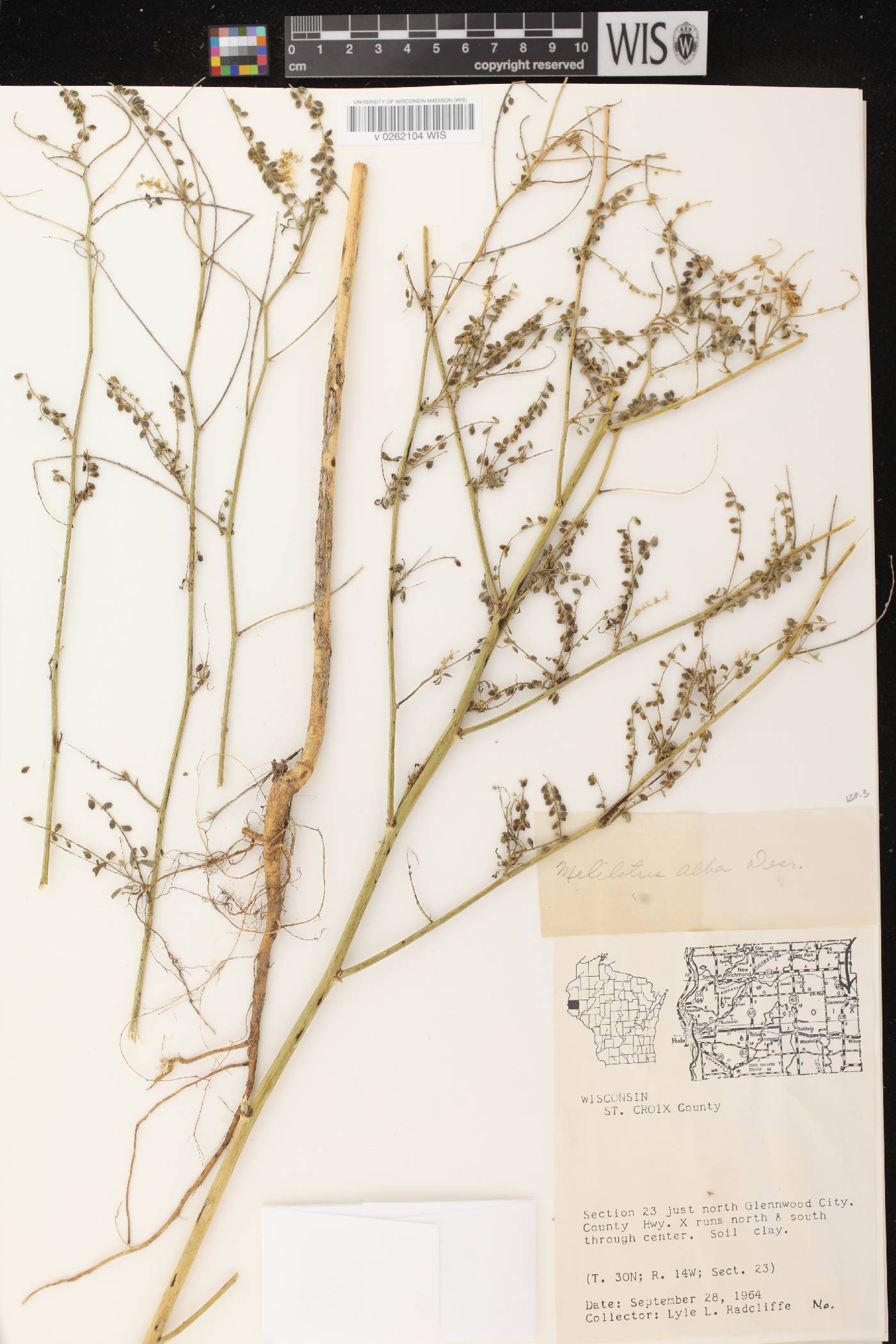 Melilotus albus image