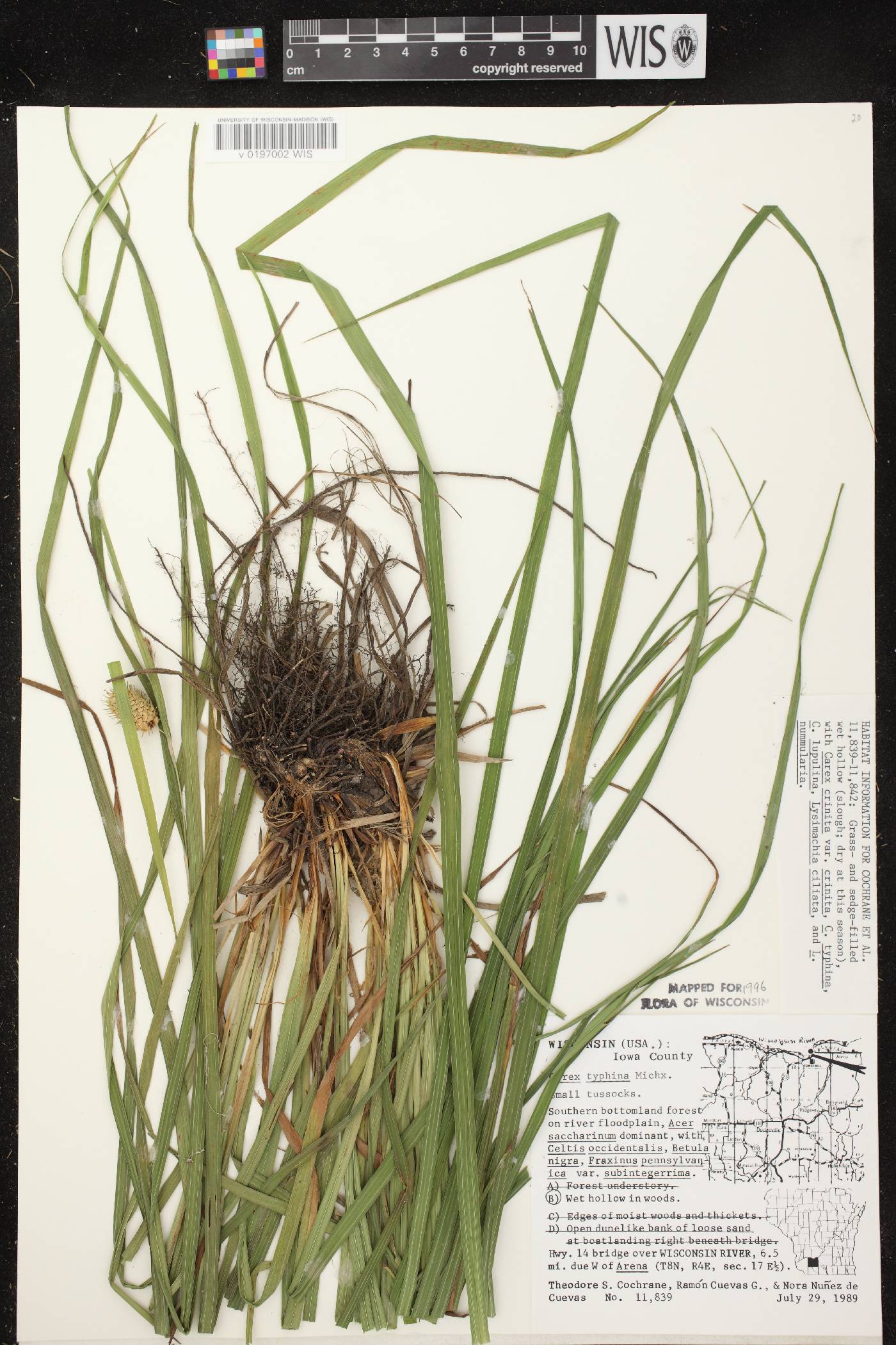 Carex typhina image