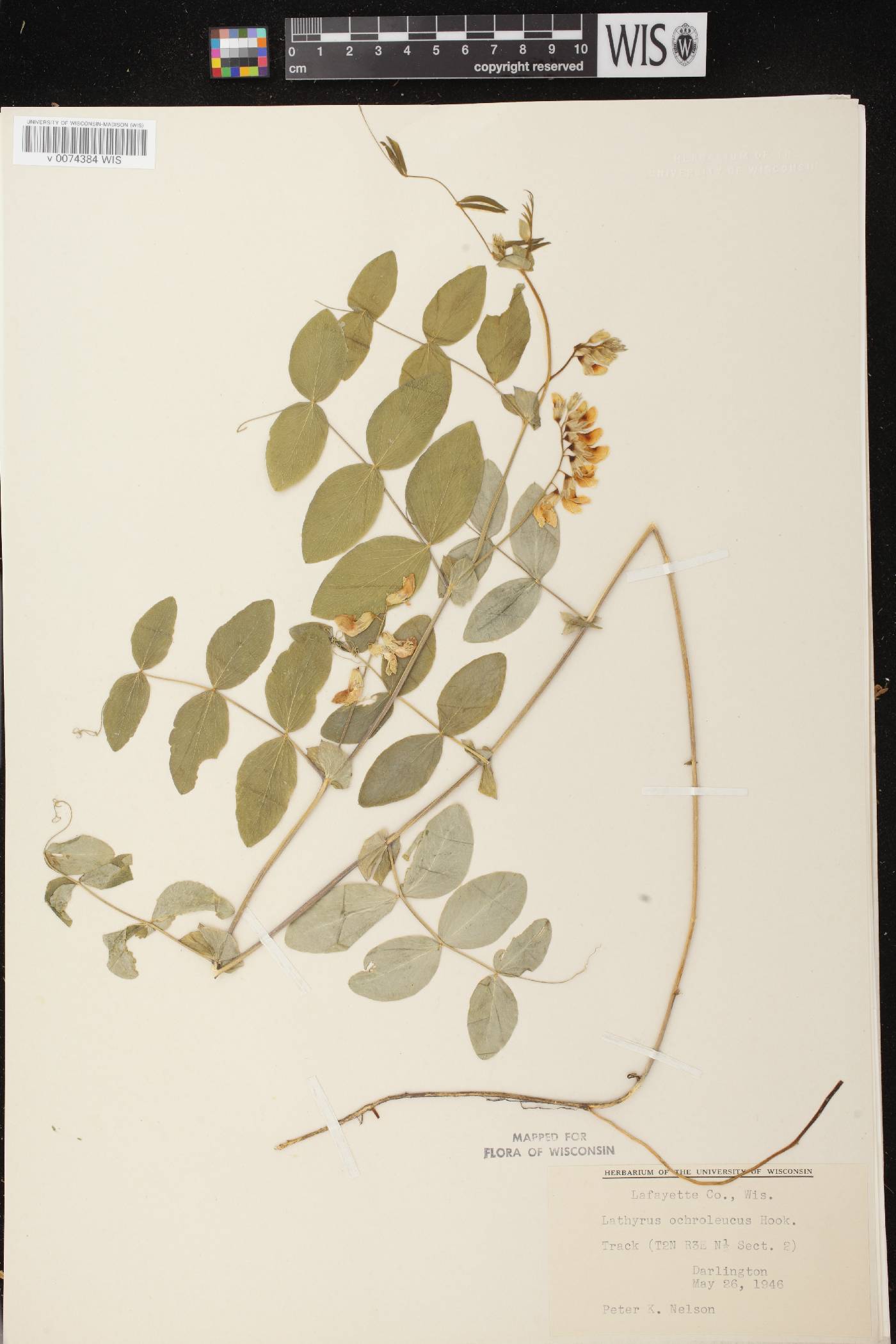 Lathyrus ochroleucus image