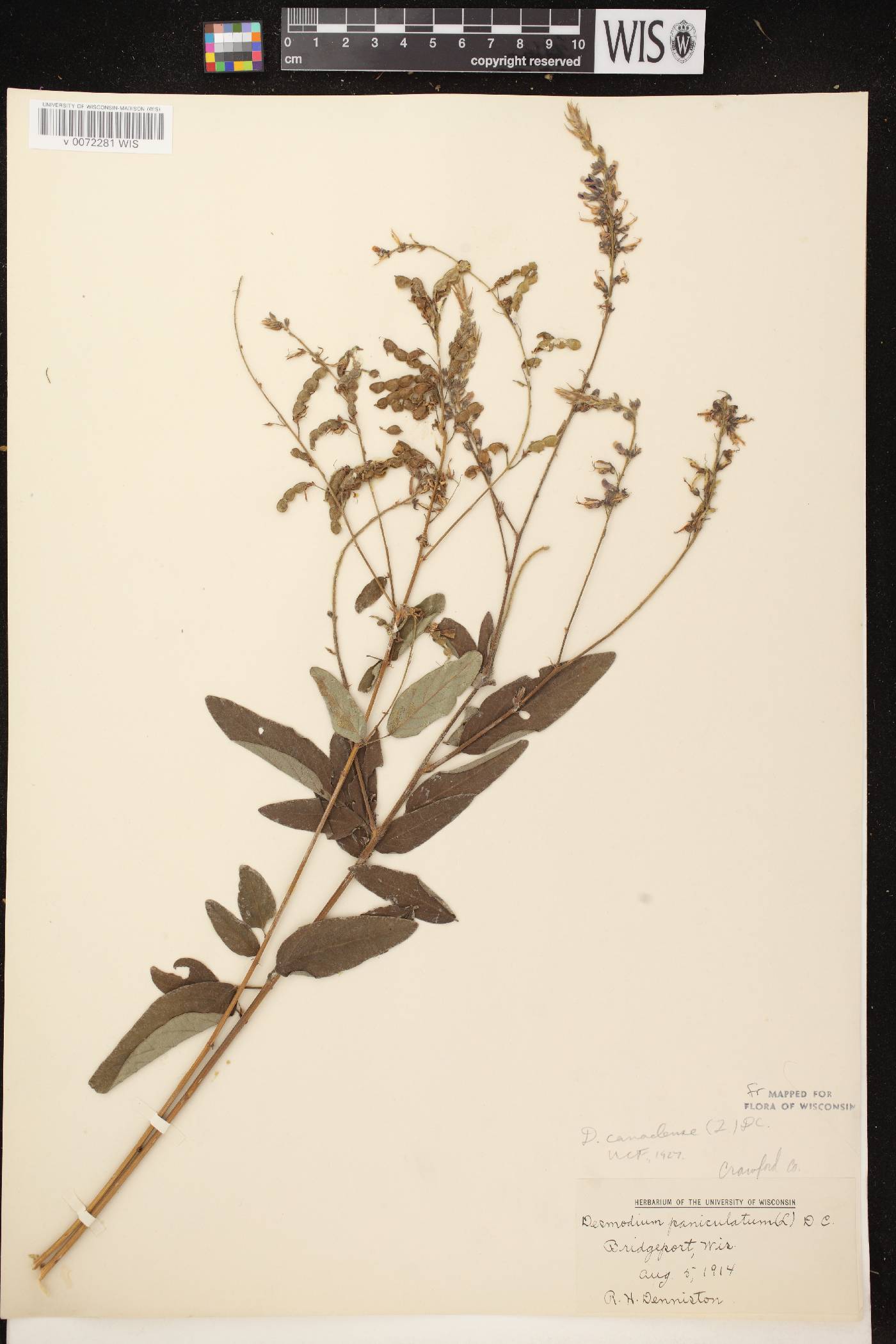Desmodium canadense image