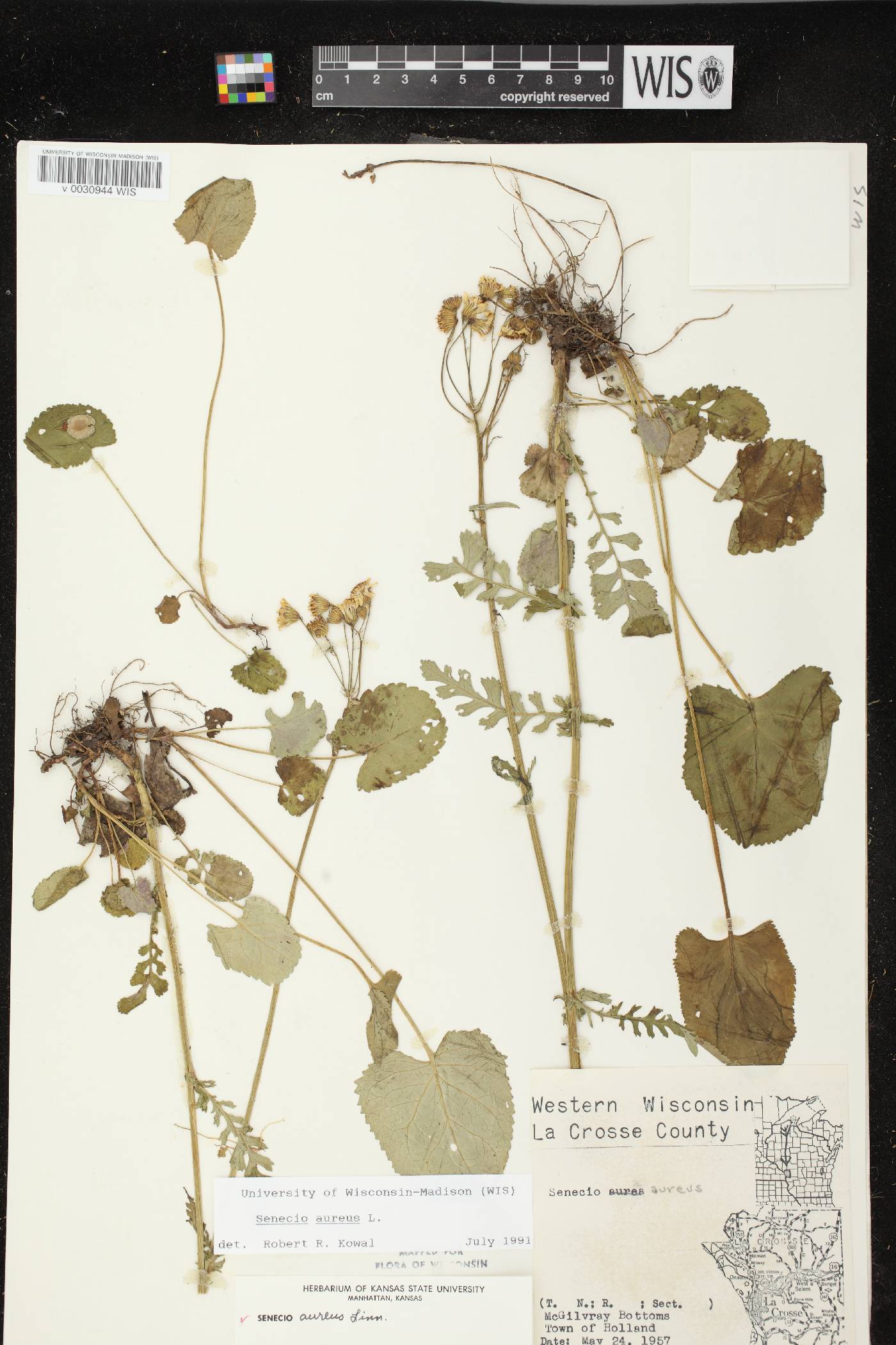 Packera aurea image