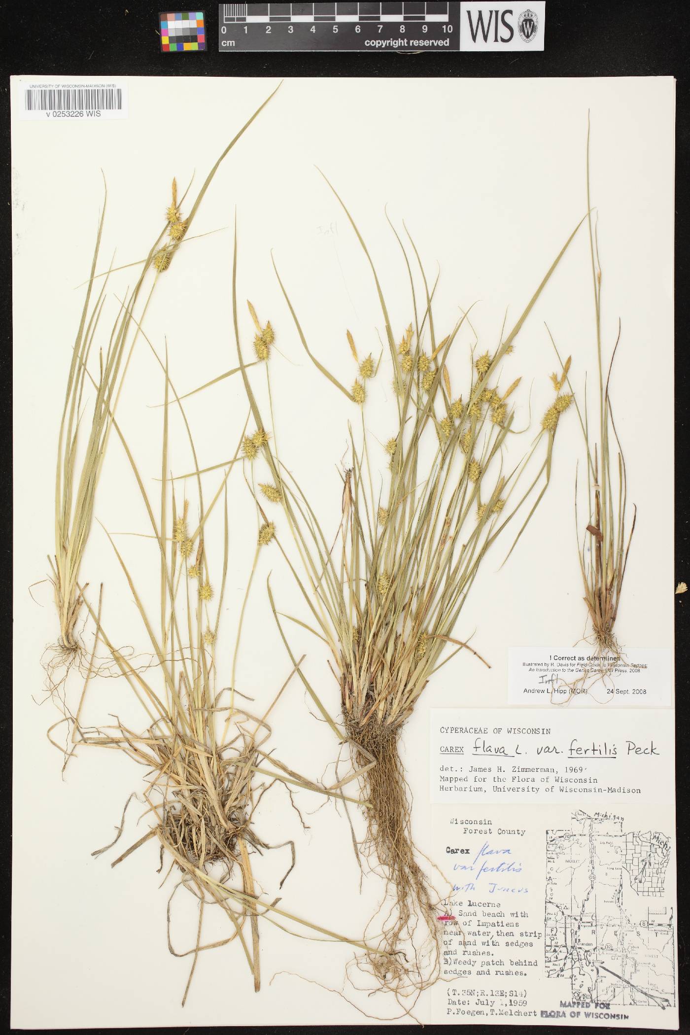 Carex flava image