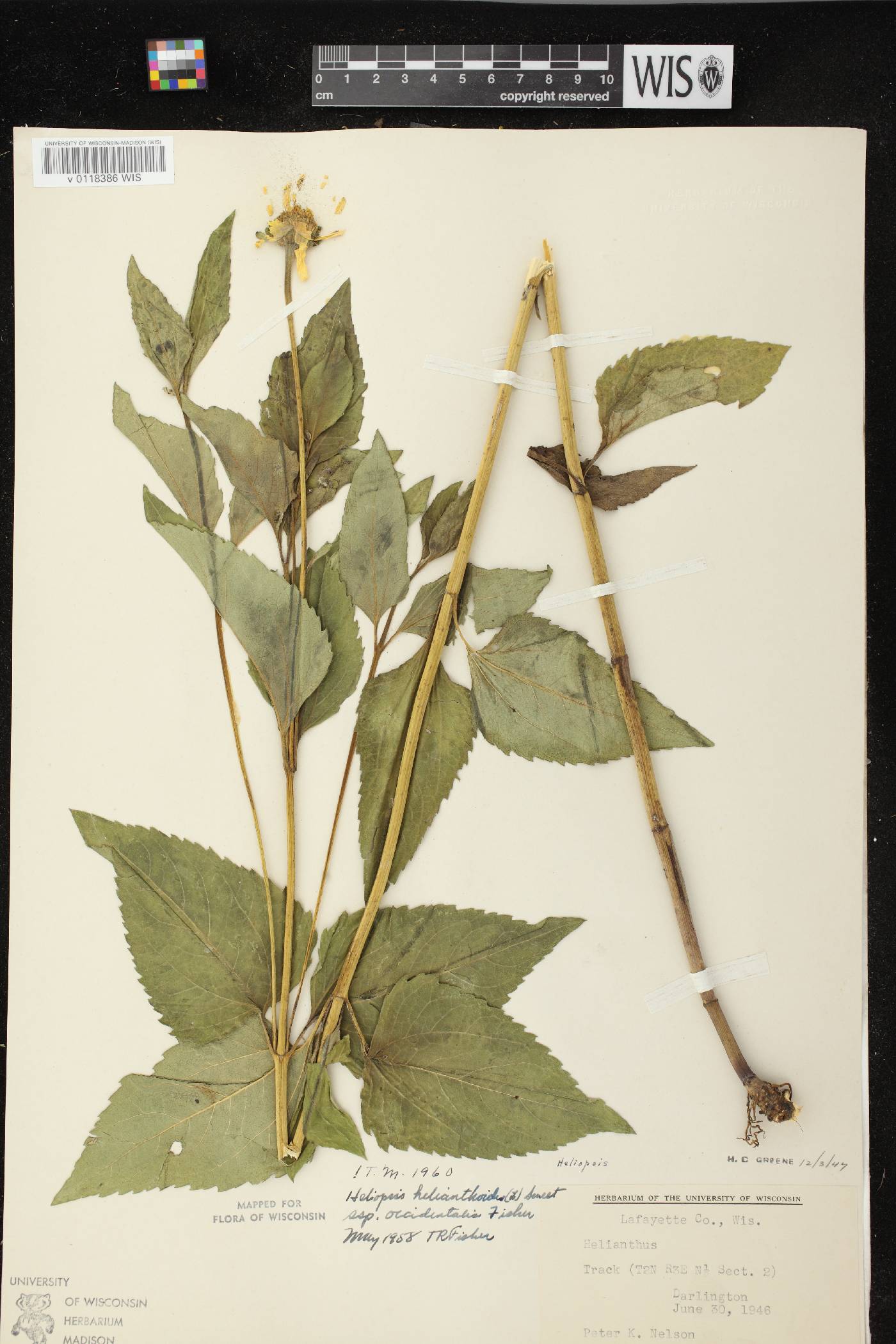 Heliopsis helianthoides var. scabra image