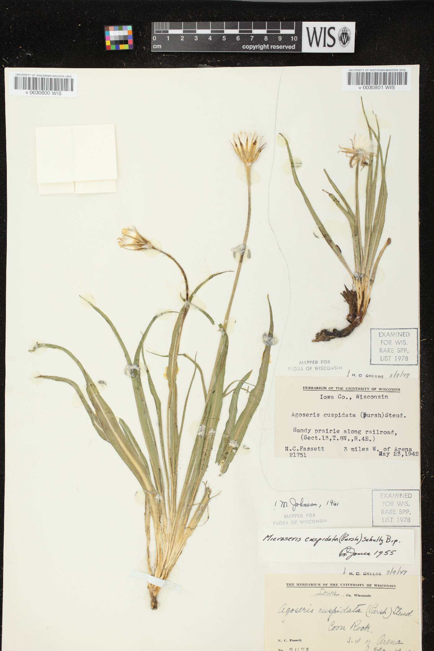 Nothocalais cuspidata image