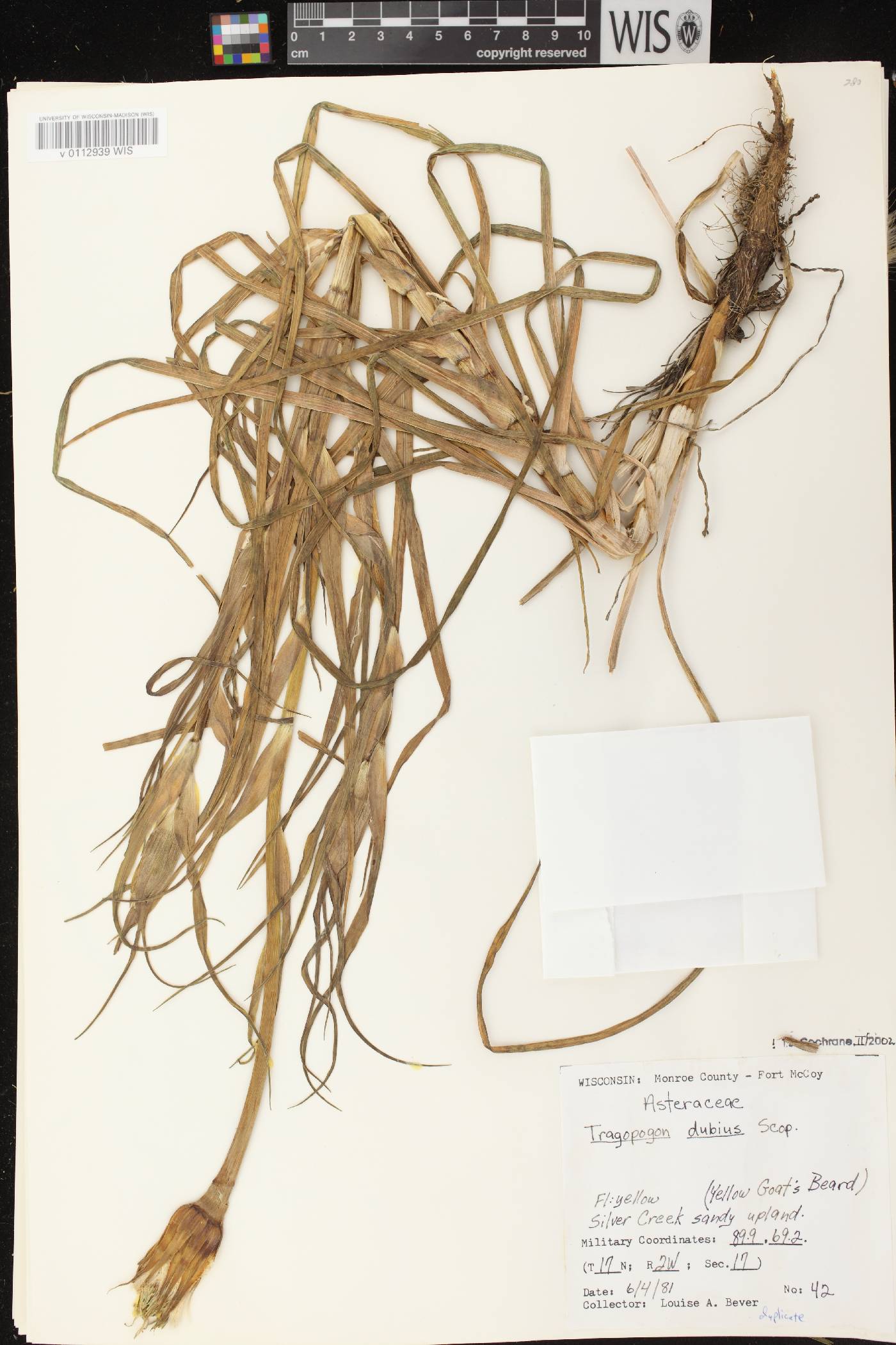 Tragopogon dubius image