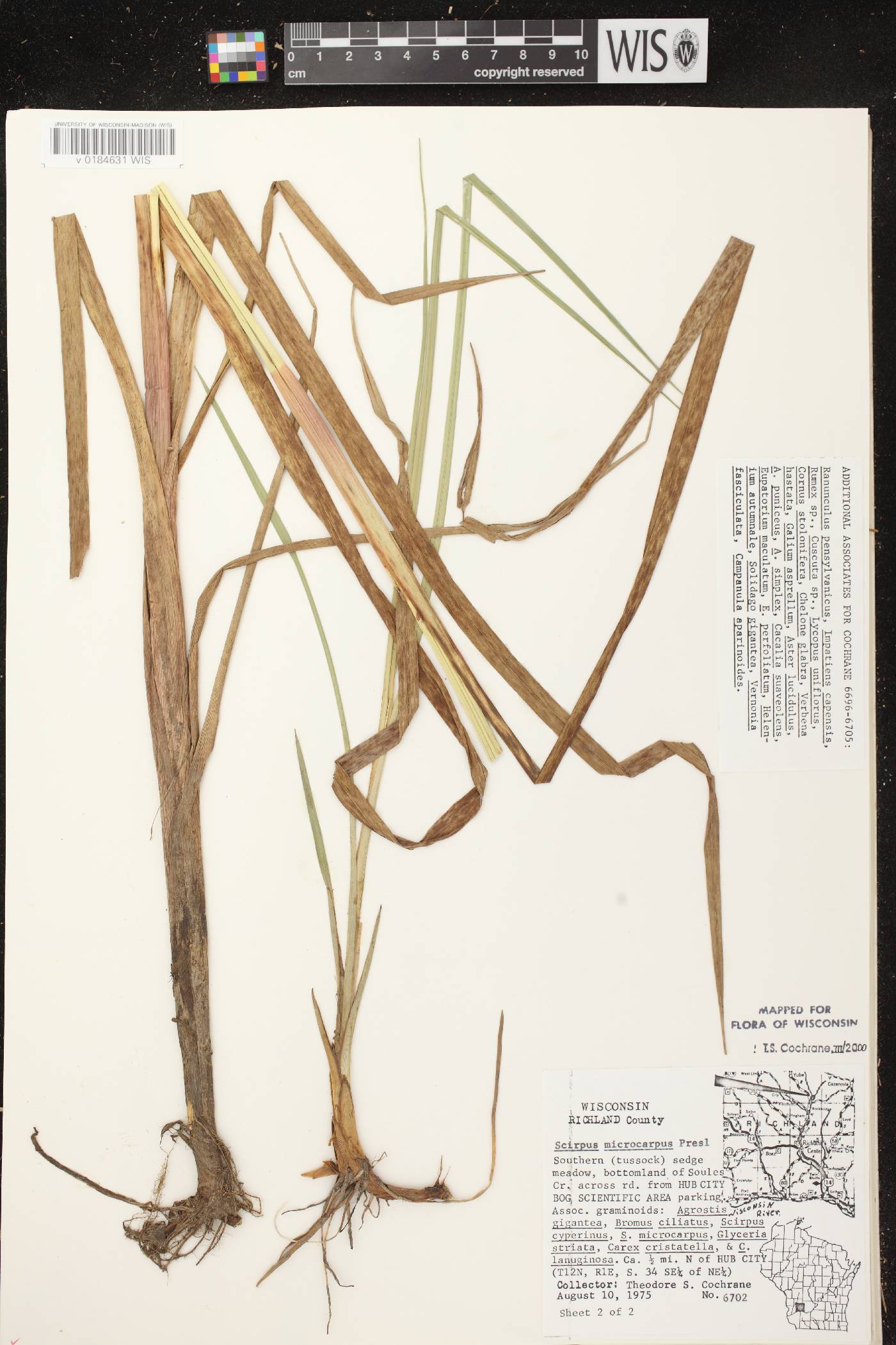 Scirpus microcarpus image