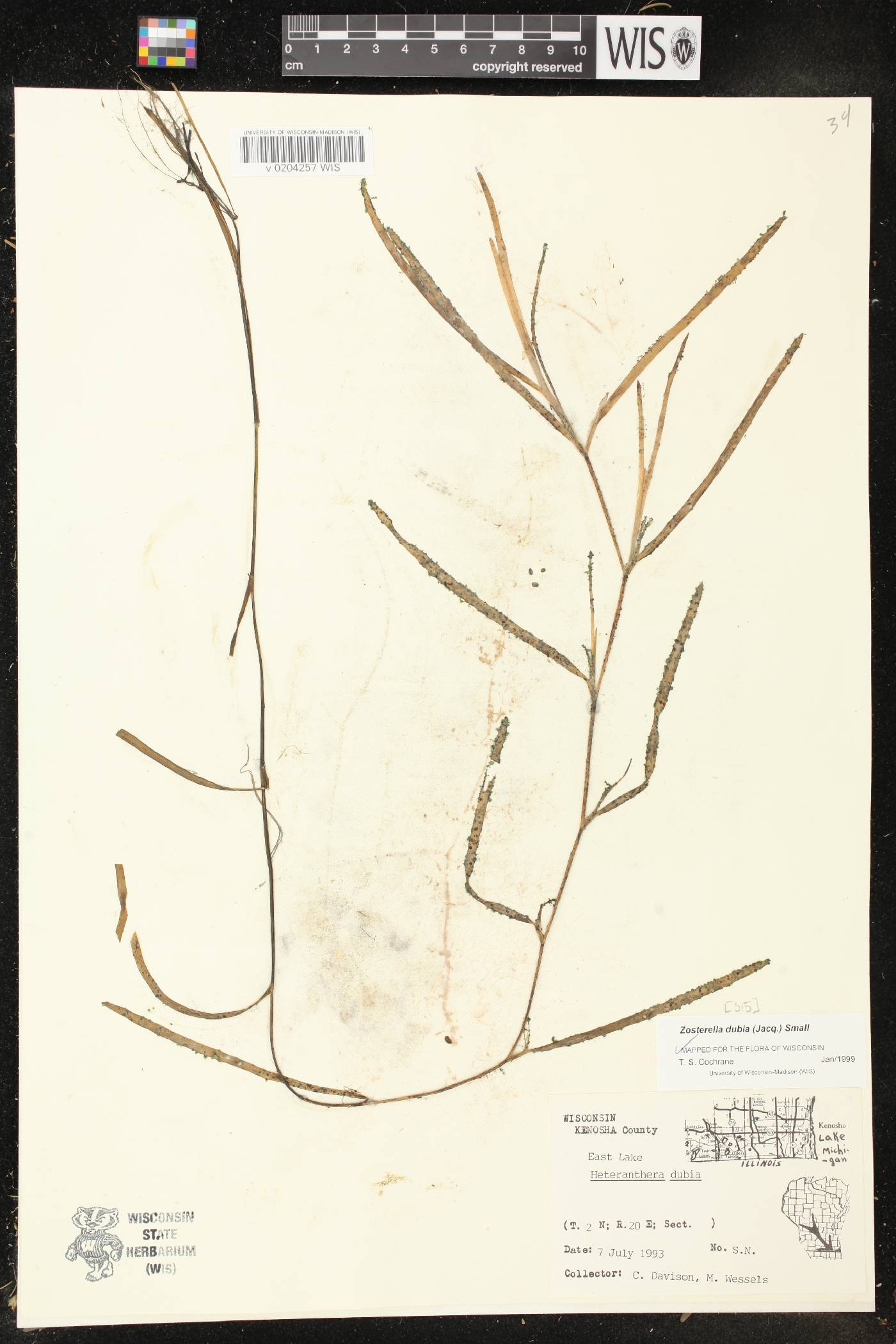 Heteranthera dubia image