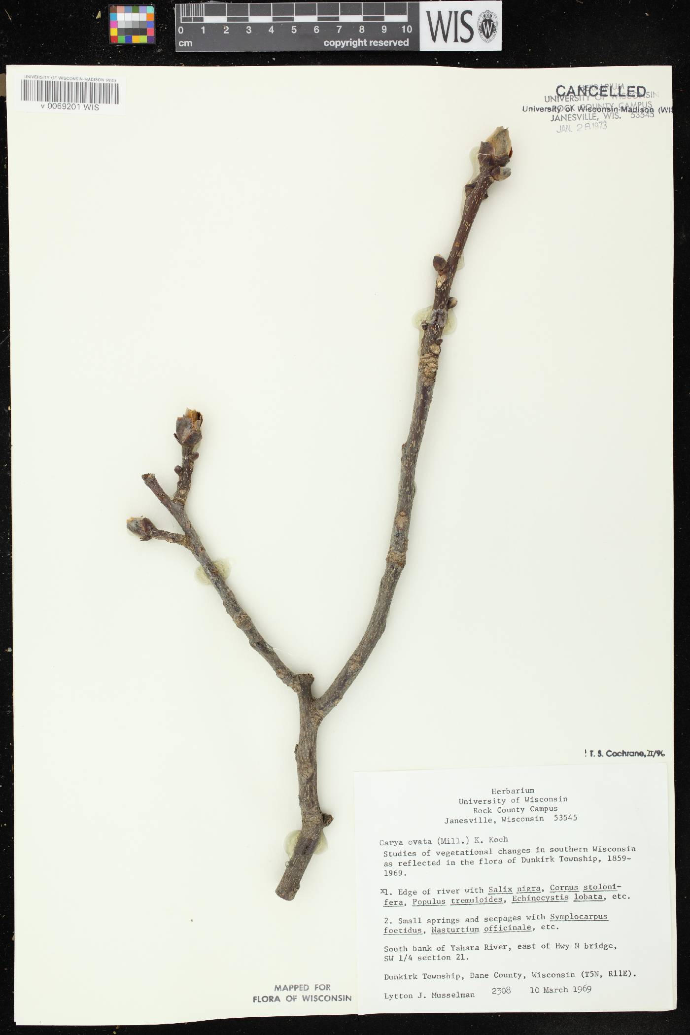 Carya ovata image