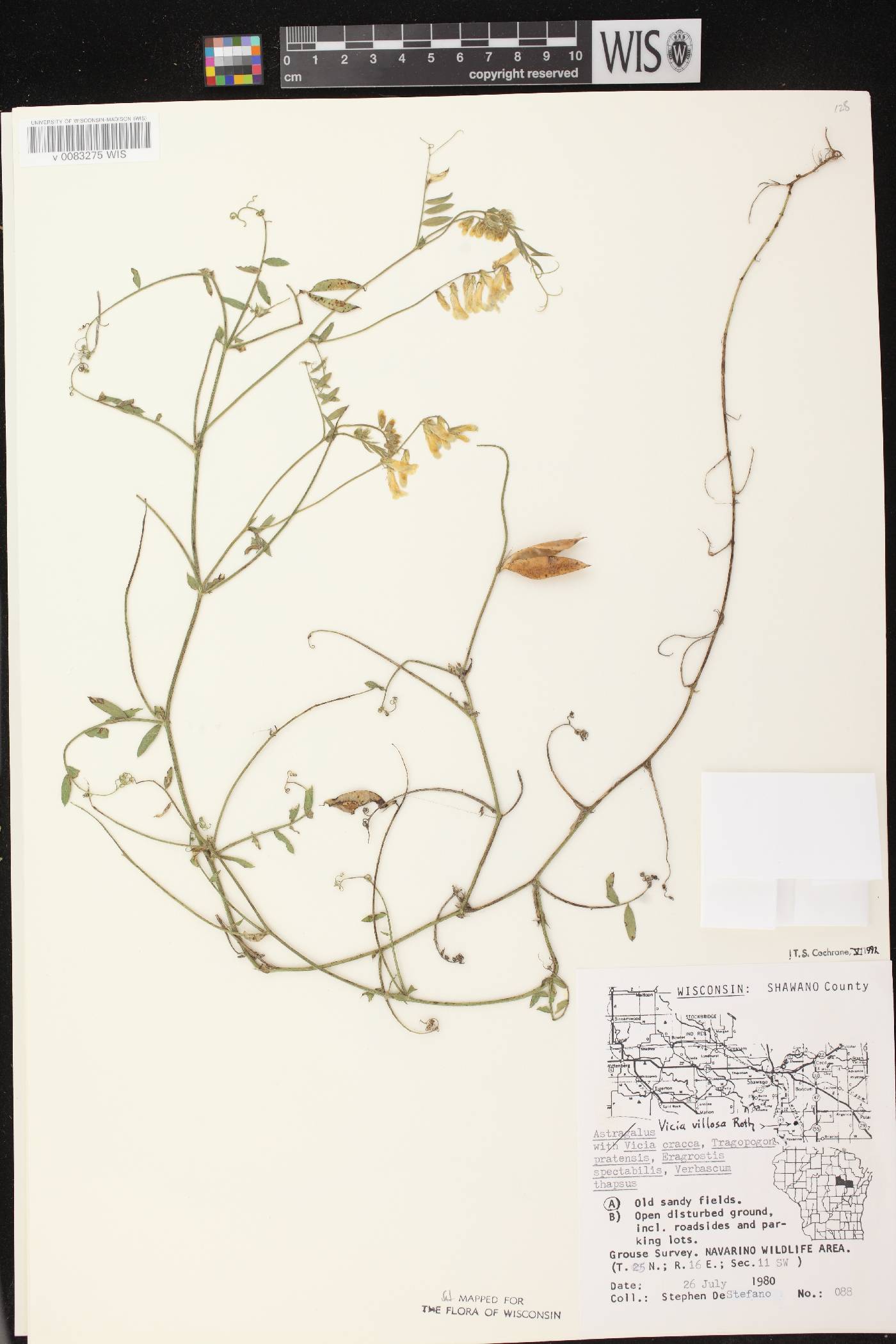 Vicia villosa image