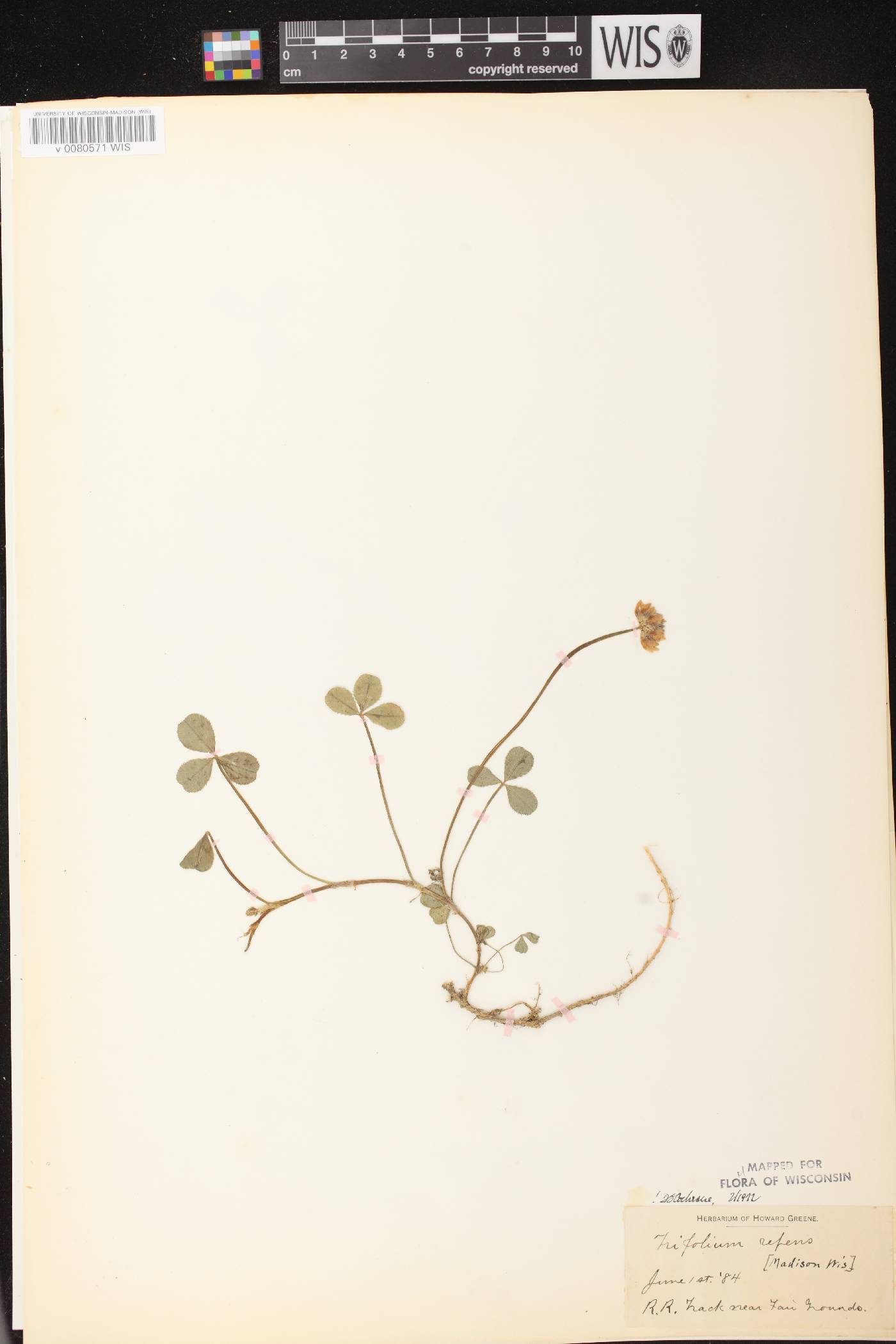 Trifolium repens image
