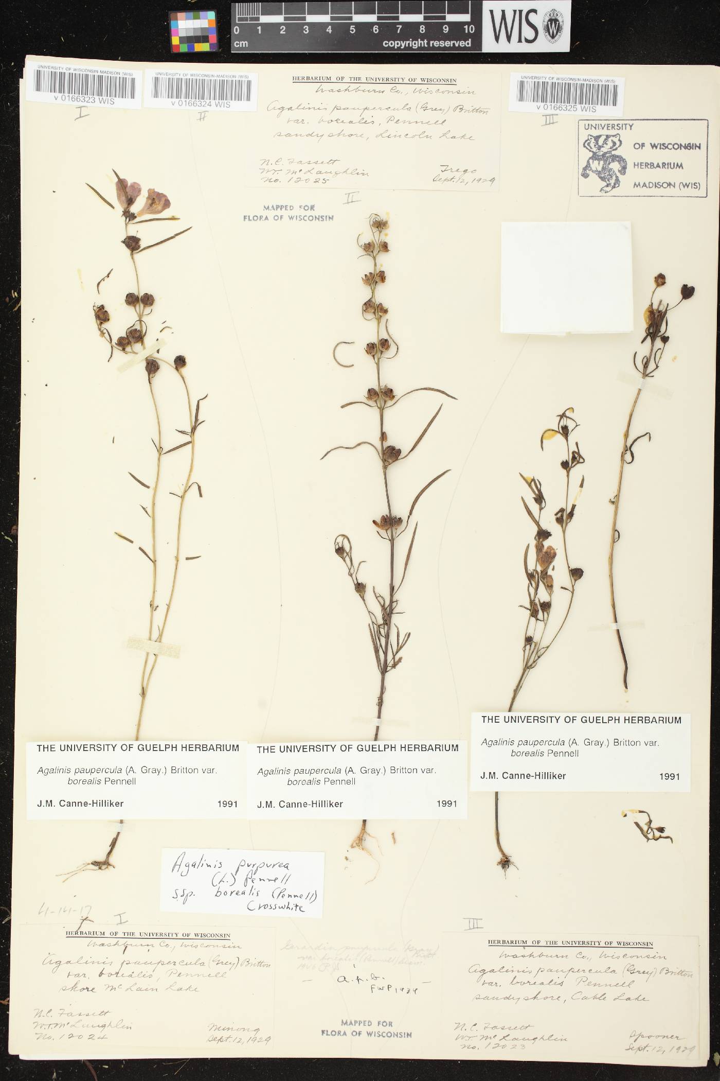 Agalinis paupercula var. borealis image