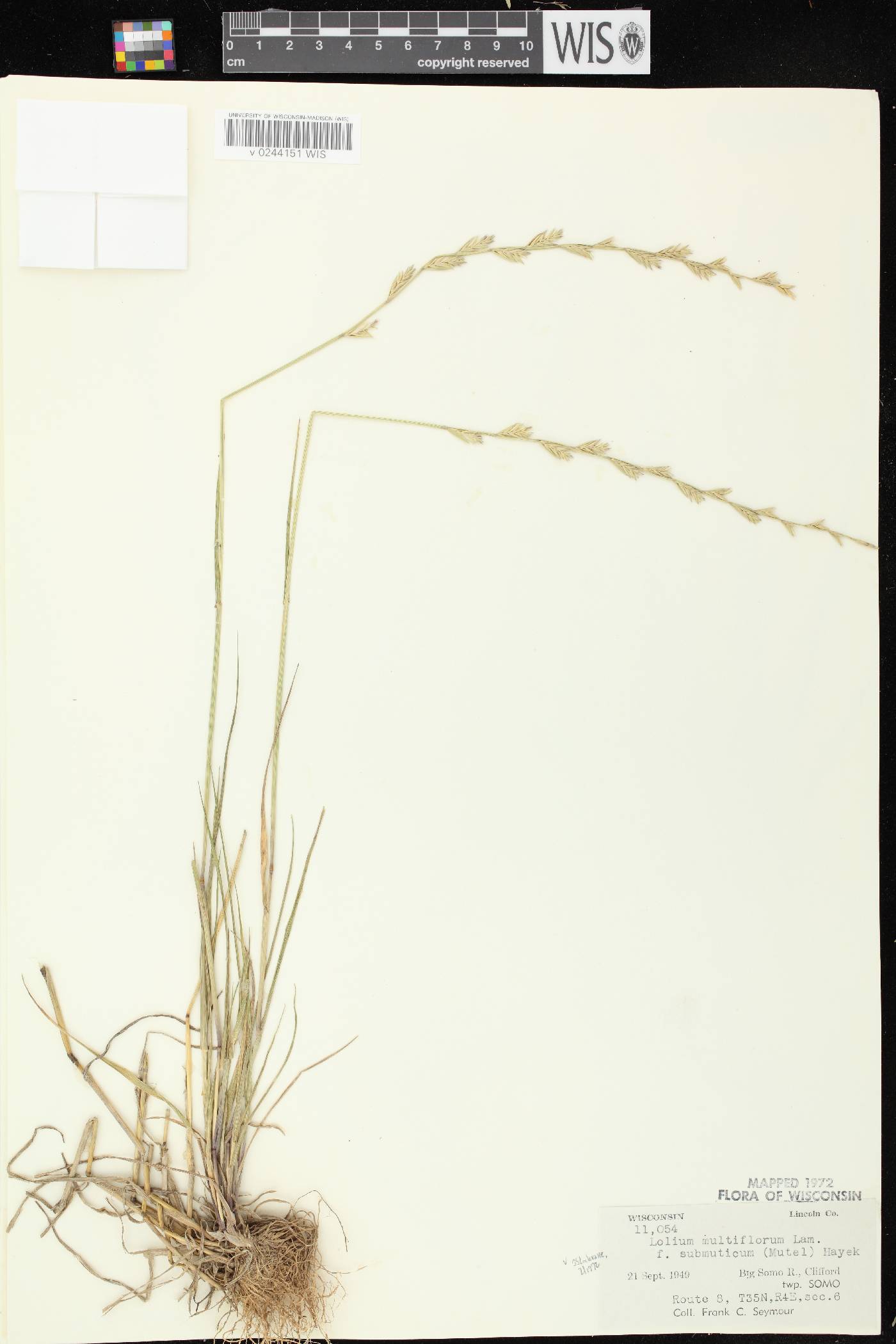Lolium perenne subsp. multiflorum image