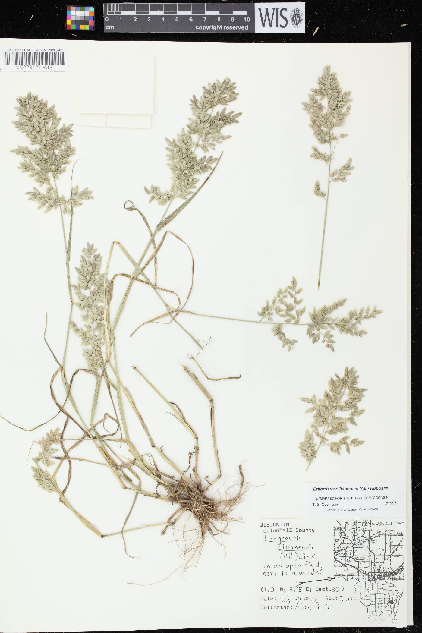 Eragrostis cilianensis image