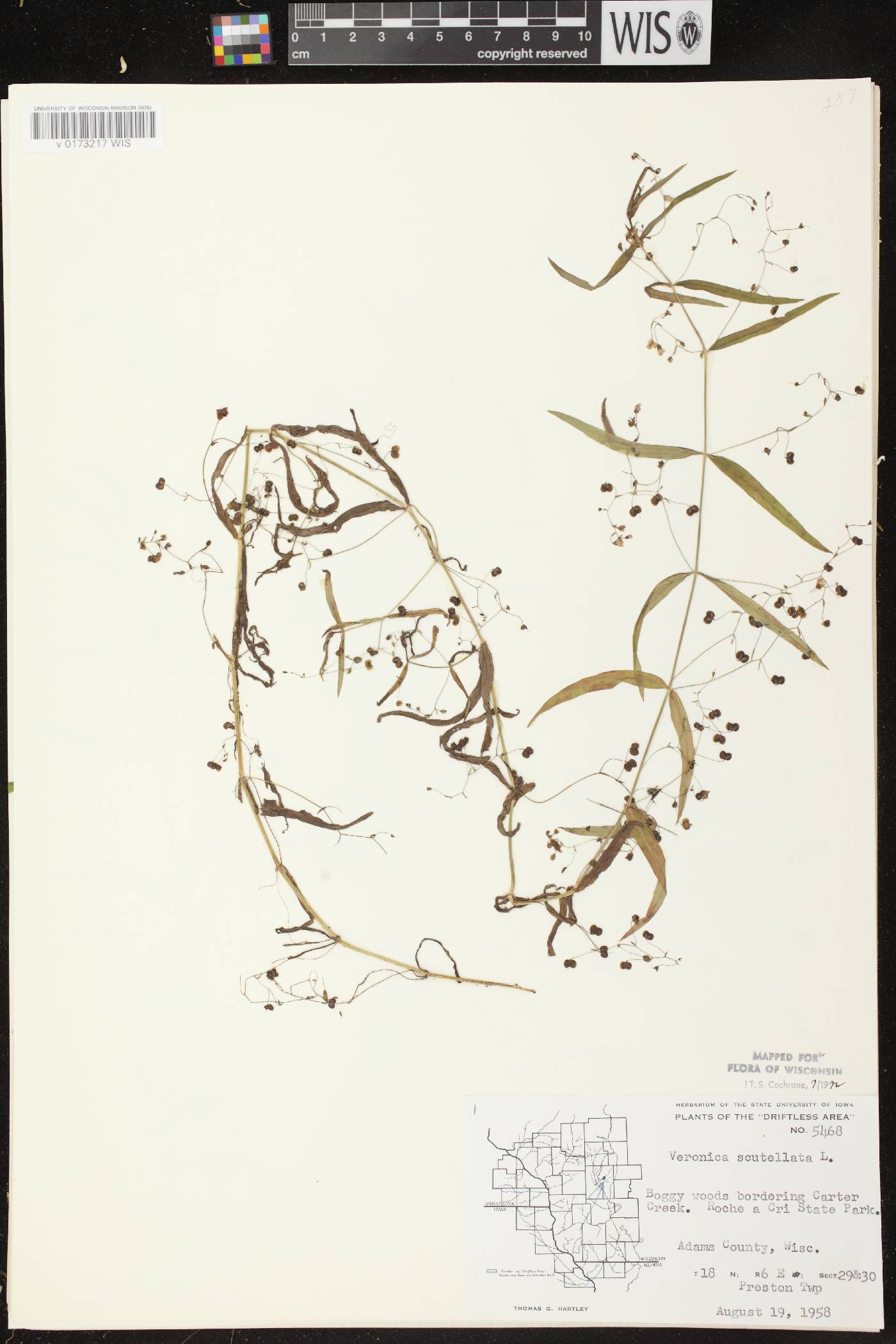 Veronica scutellata image