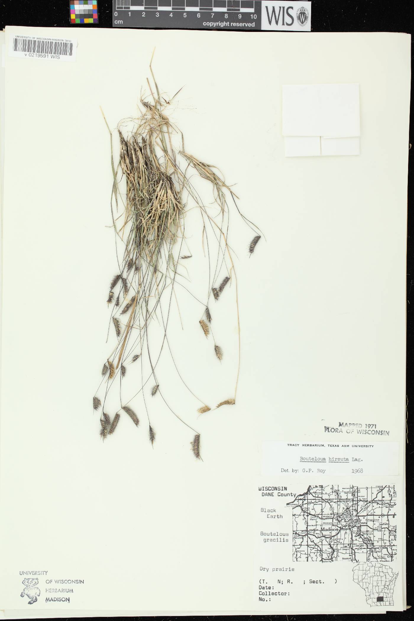 Bouteloua hirsuta subsp. hirsuta image