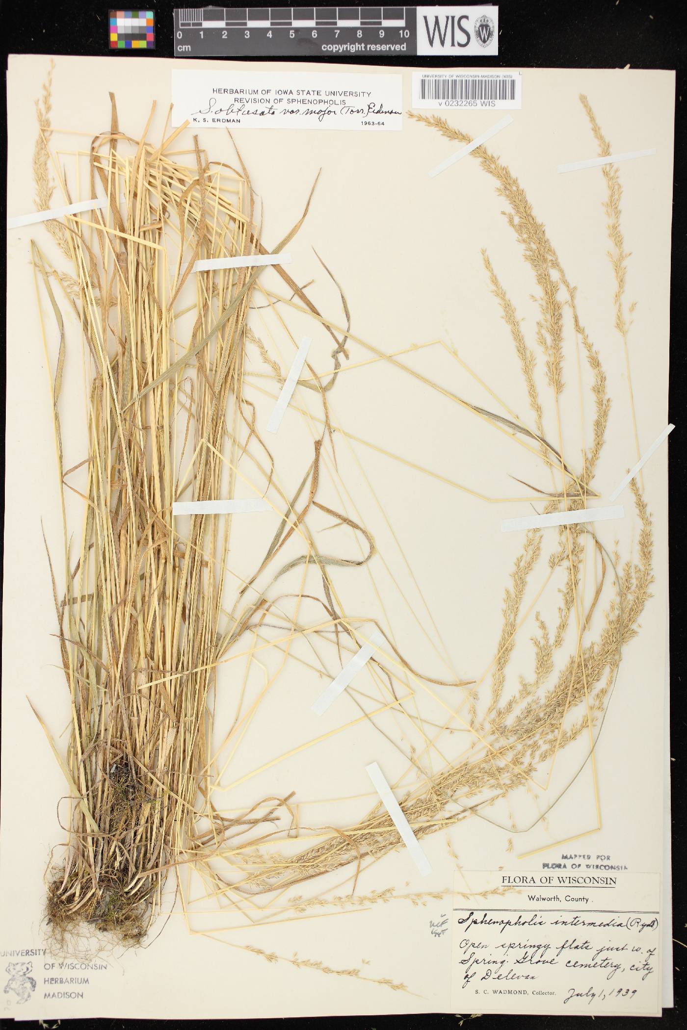 Sphenopholis intermedia image