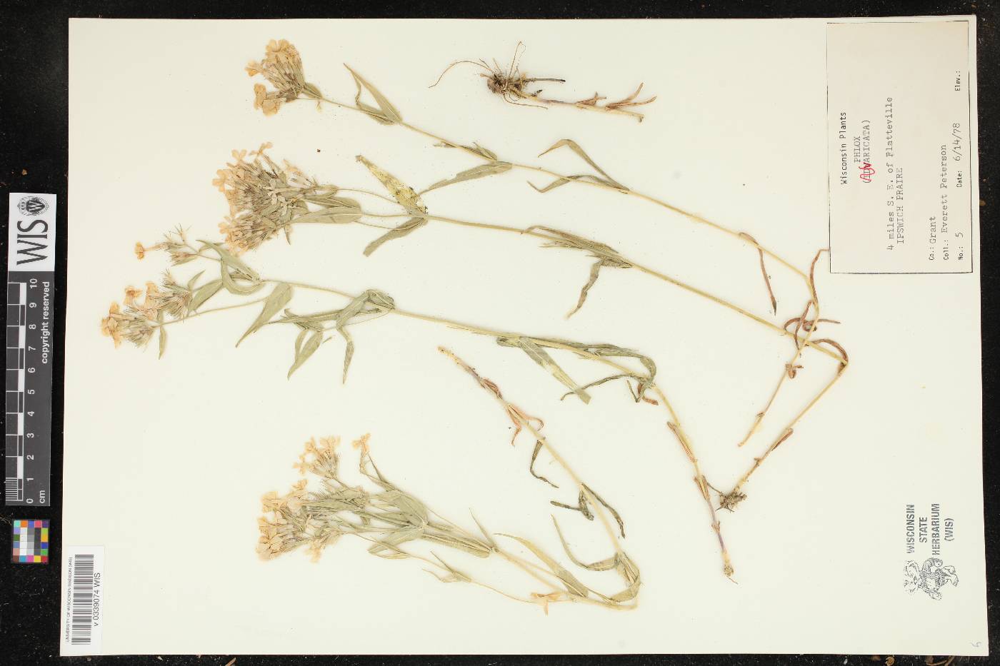 Phlox divaricata image