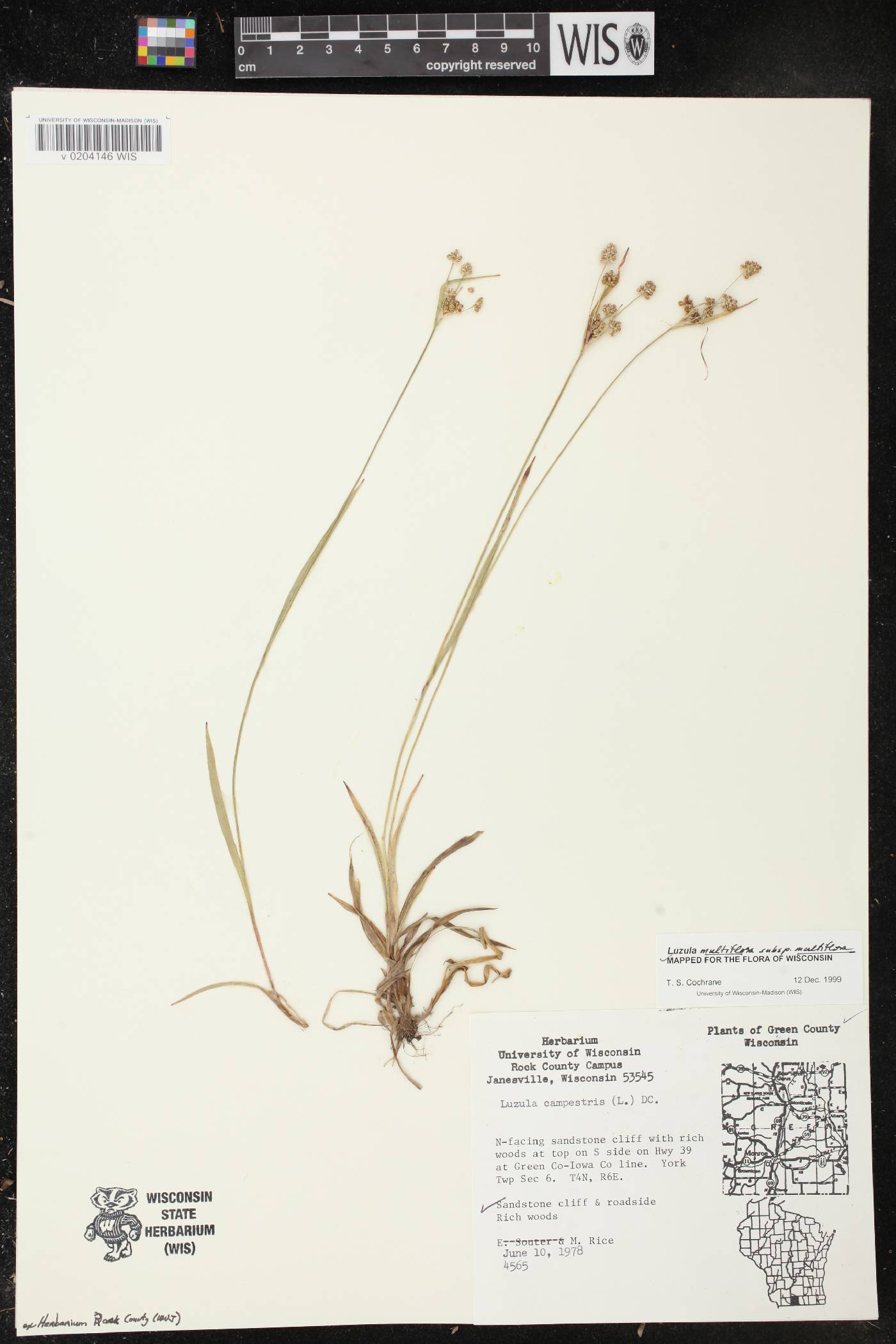 Luzula multiflora image