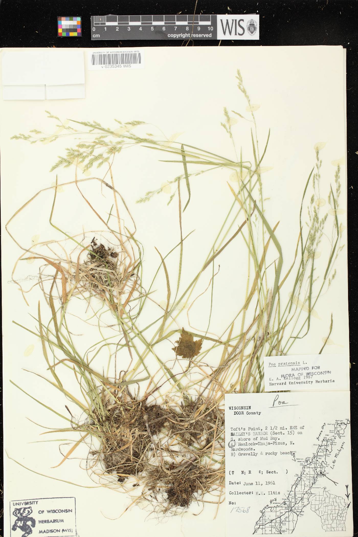 Poa pratensis image